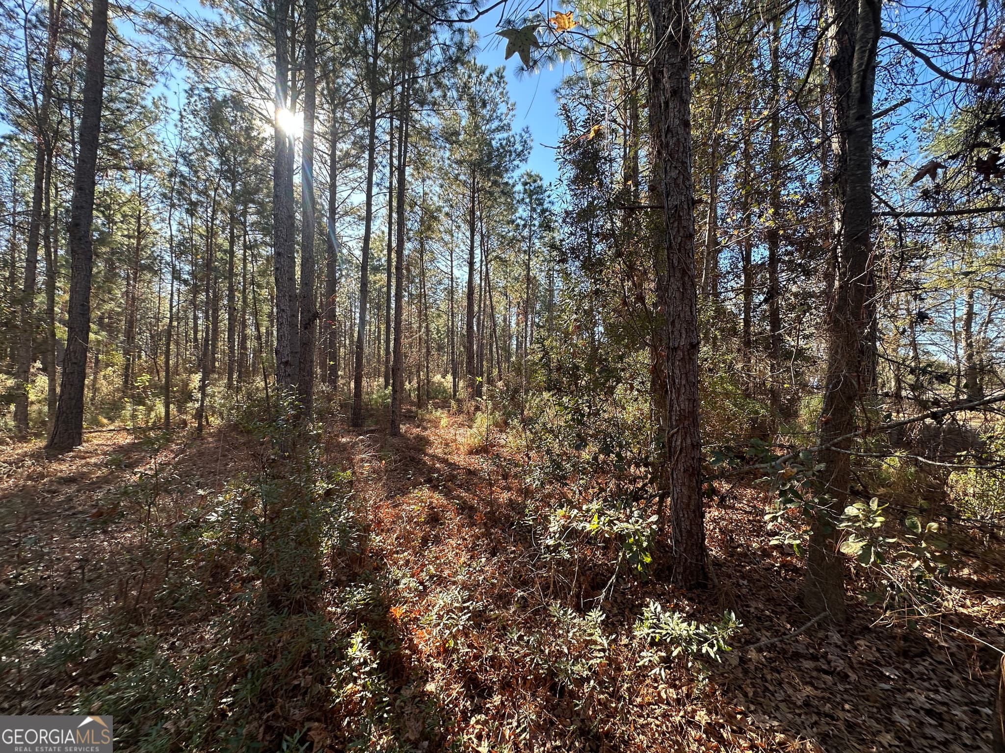 unimproved land for sale at 0 Halcyondale Loop, Sylvania, GA 30467 — photo 3