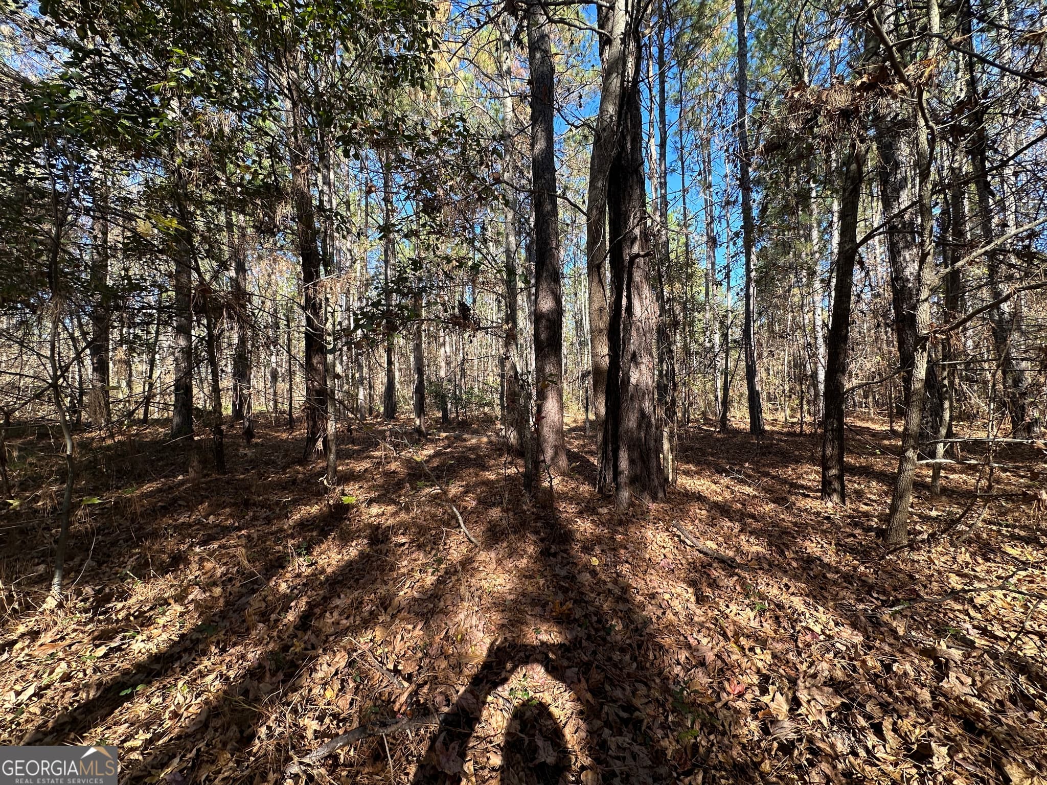 unimproved land for sale at 0 Halcyondale Loop, Sylvania, GA 30467 — photo 8