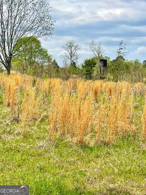 agriculture for sale at 0 Fullerton-Phillips Road, Hillsboro, GA 31038 — photo 10
