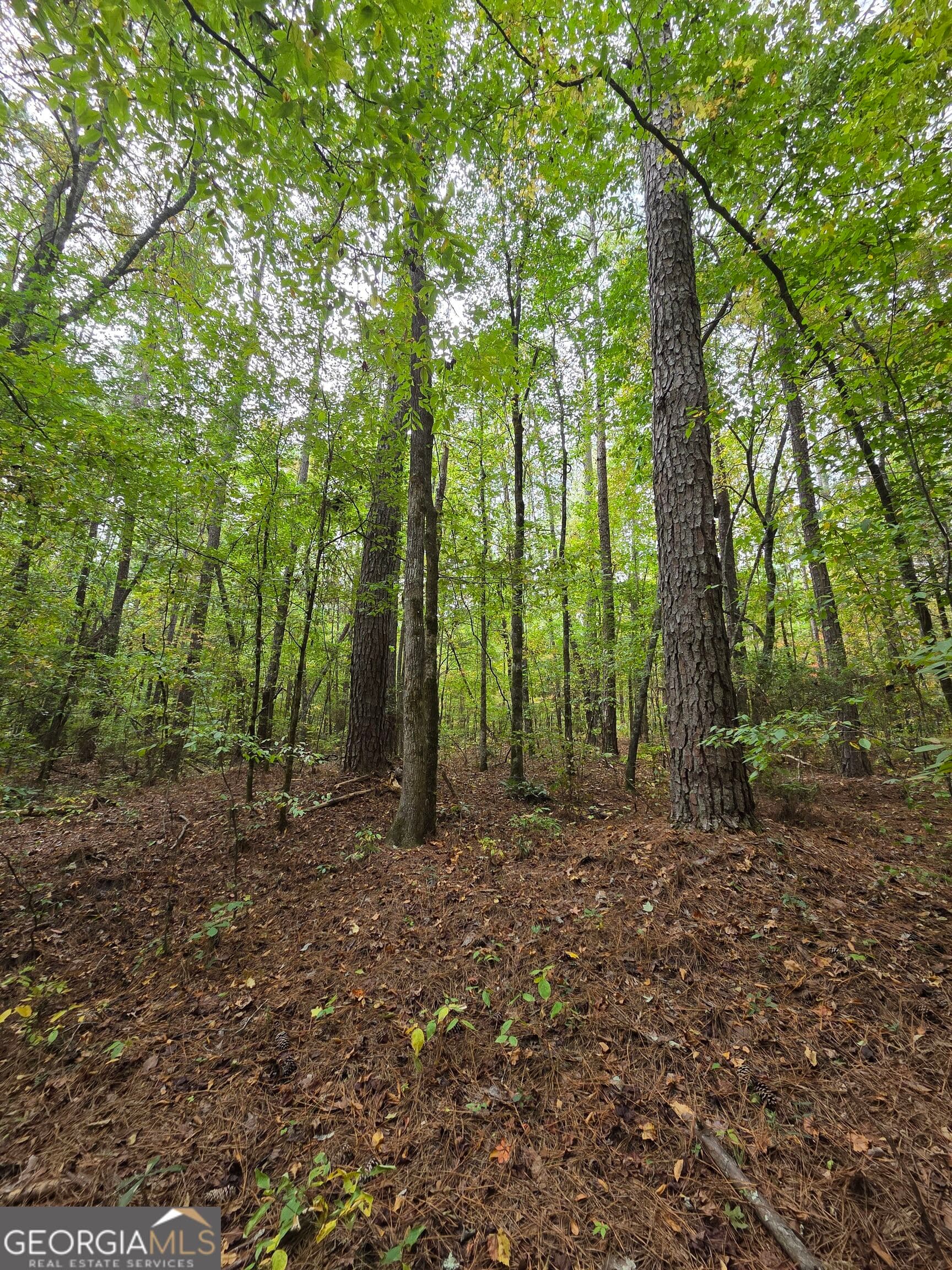 agriculture for sale at 0 Wadley Street, Greenville, GA 30222 — photo 6