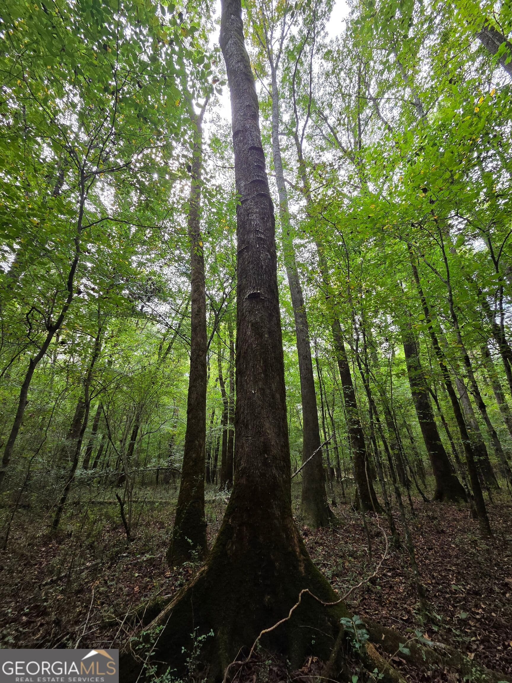 agriculture for sale at 0 Wadley Street, Greenville, GA 30222 — photo 5