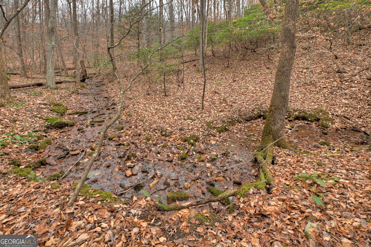 unimproved land for sale at 0 Spruill Drive, Ellijay, GA 30536 — photo 1 of 39