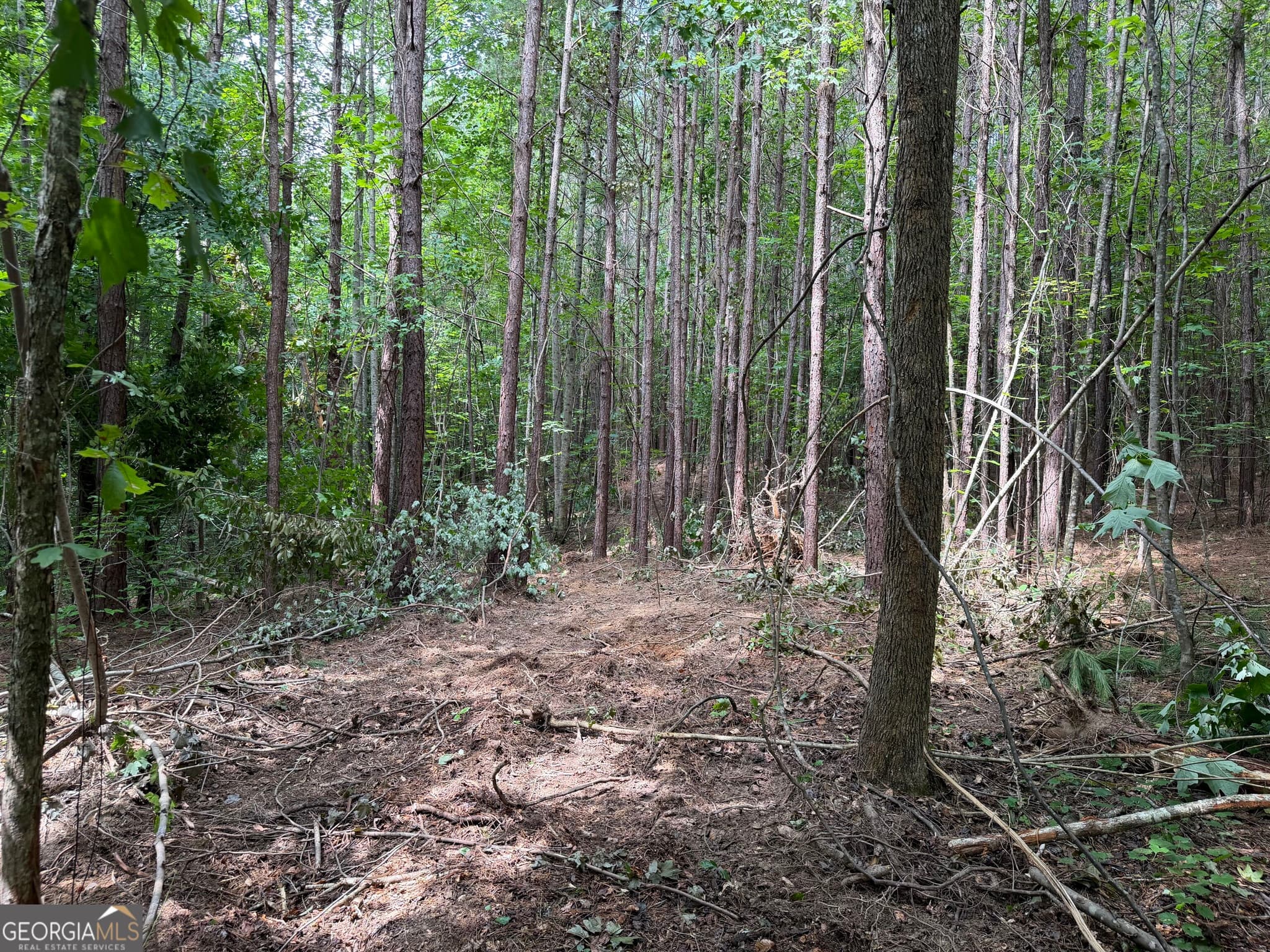 agriculture for sale at 0 County Road 87 4, Roanoke, AL 36274 — photo 4