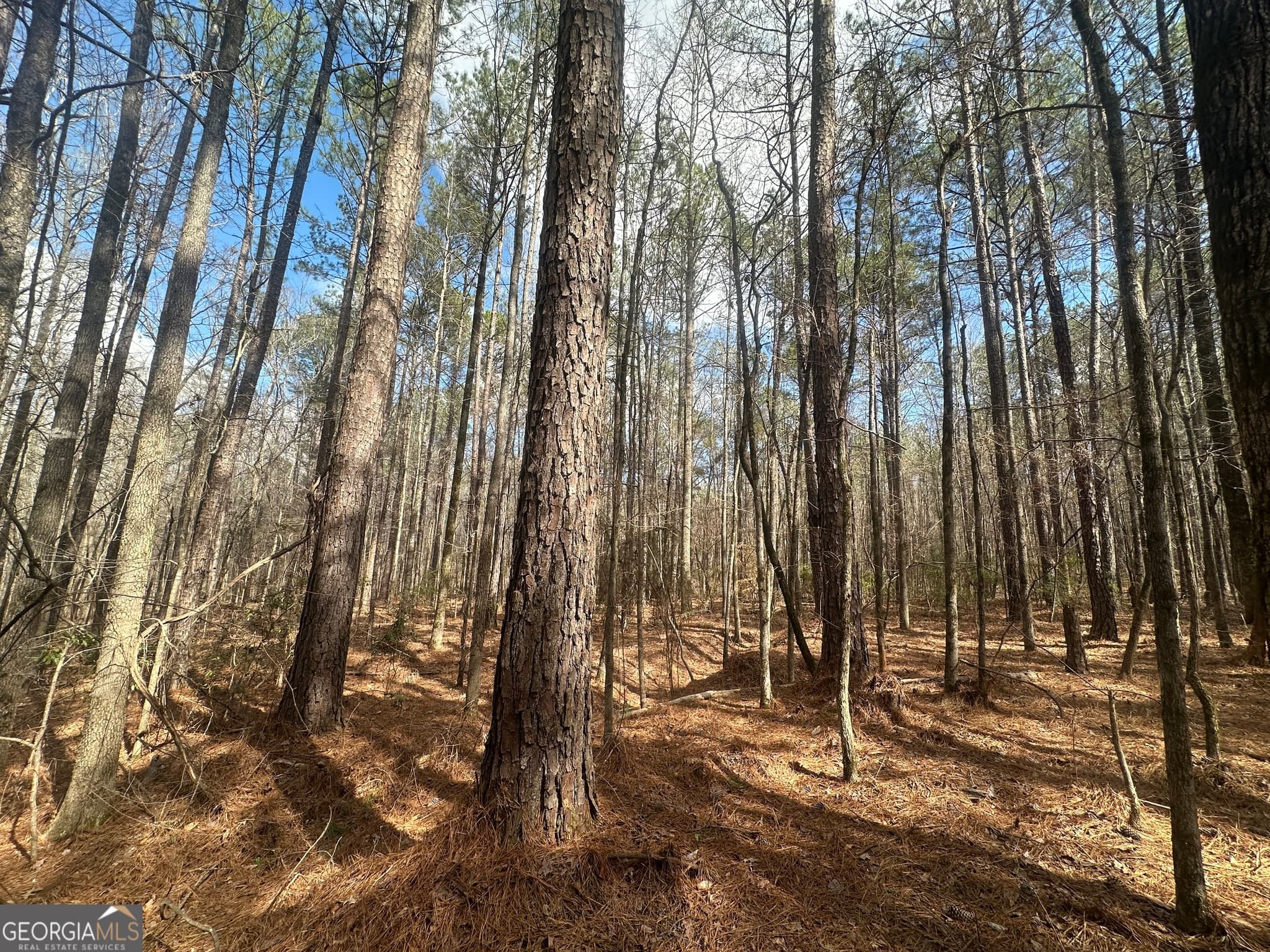 unimproved land for sale at 0 Gibson Road, Talbotton, GA 31827 — photo 6