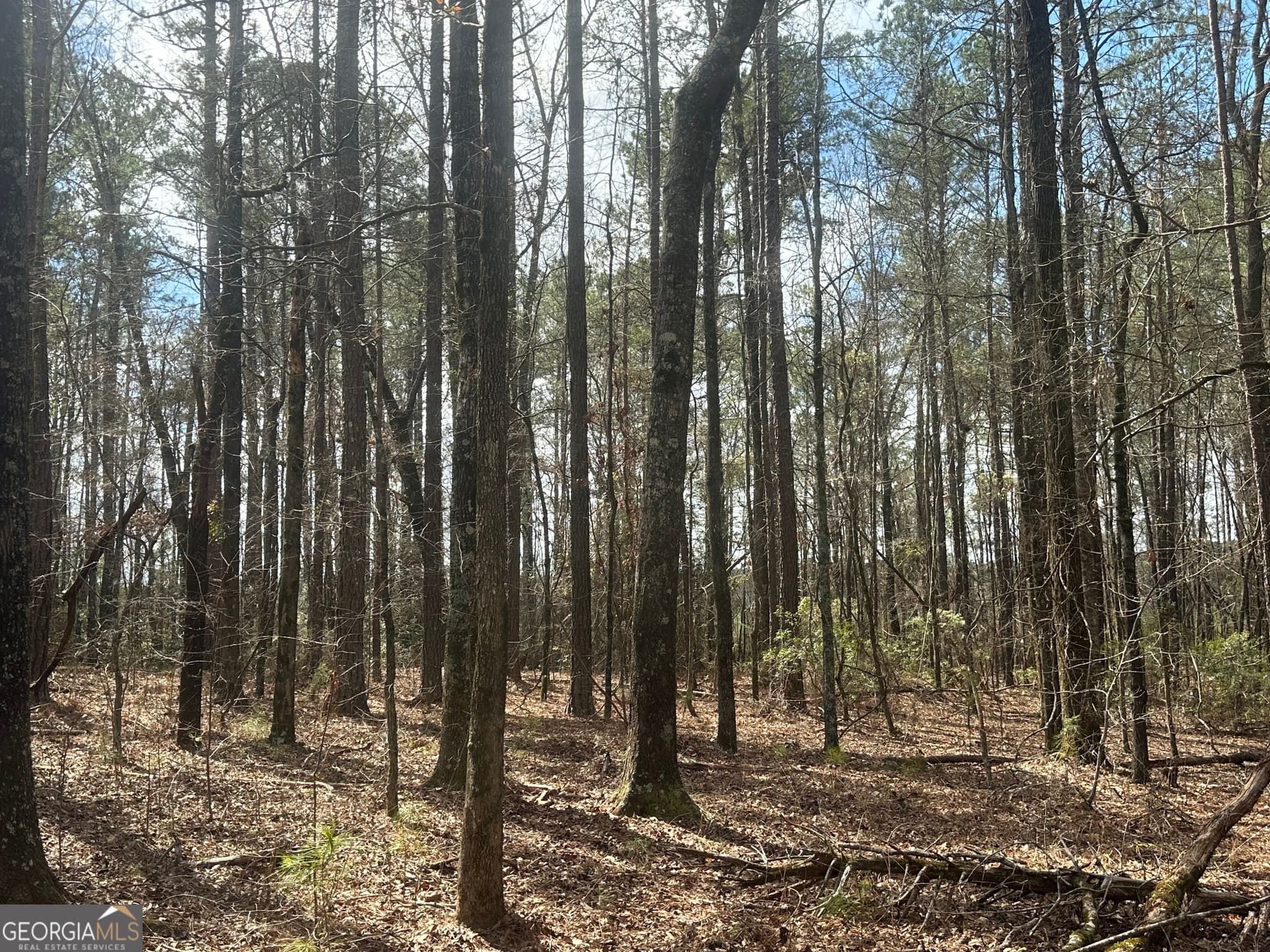 unimproved land for sale at 0 Gibson Road, Talbotton, GA 31827 — photo 7