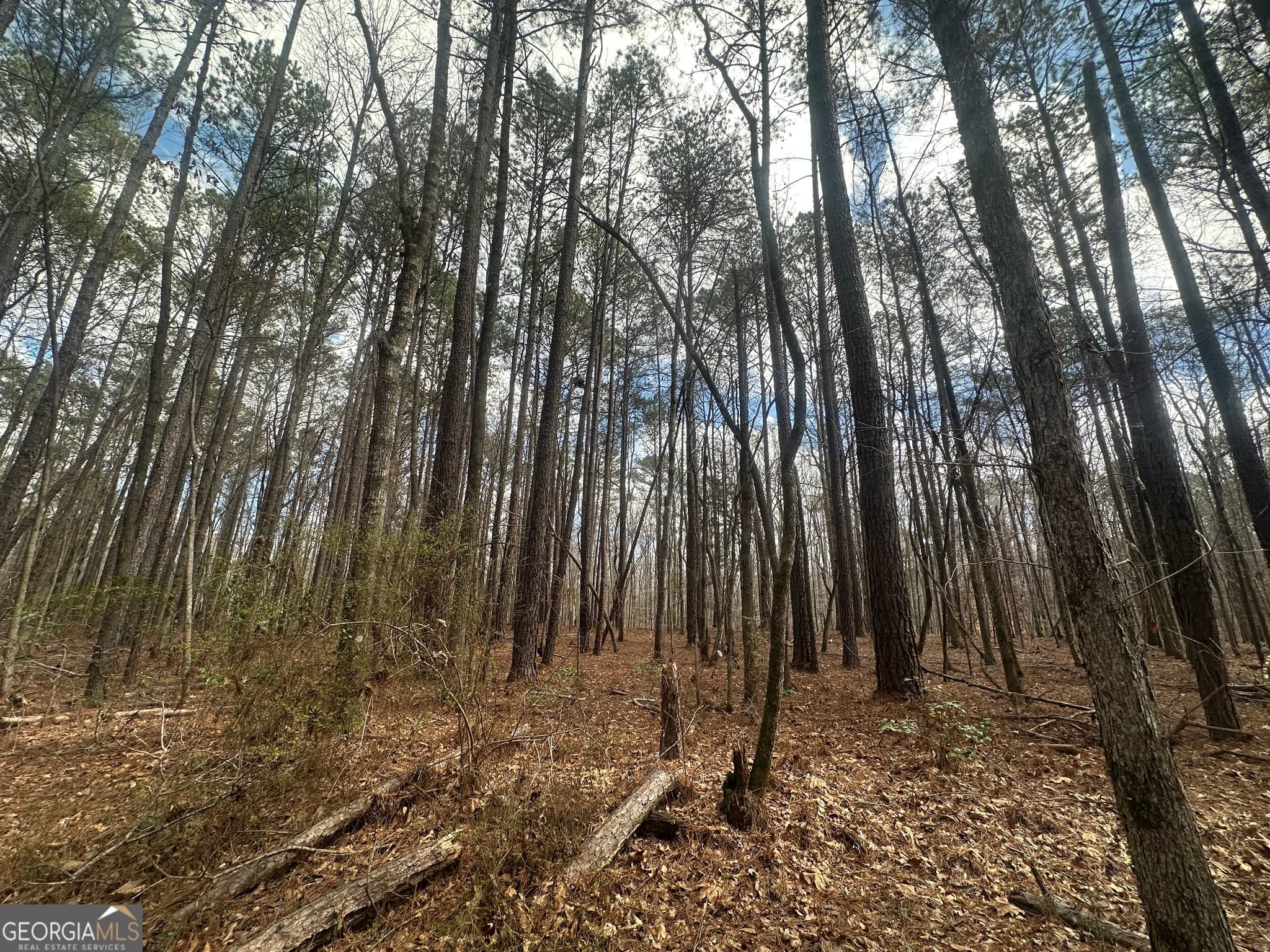 unimproved land for sale at 0 Gibson Road, Talbotton, GA 31827 — photo 3