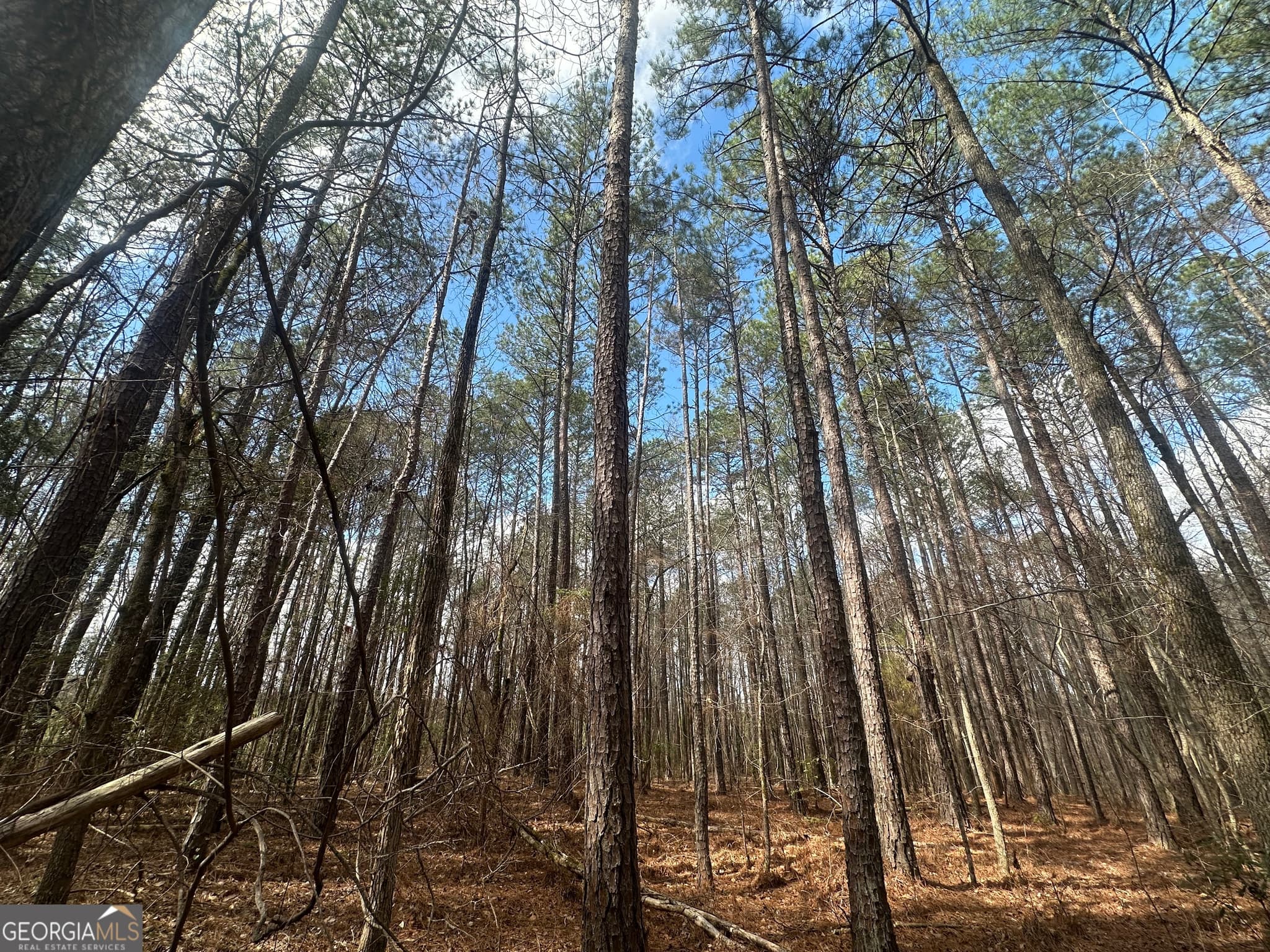 unimproved land for sale at 0 Gibson Road, Talbotton, GA 31827 — photo 5