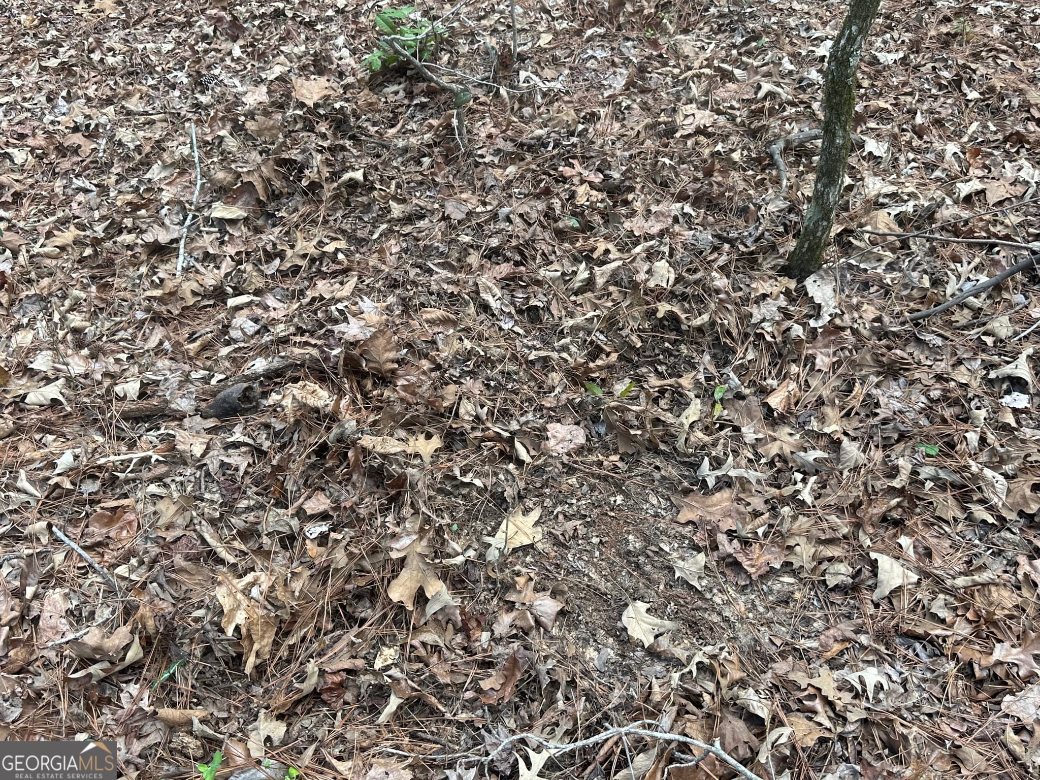 unimproved land for sale at 0 Gibson Road, Talbotton, GA 31827 — photo 9