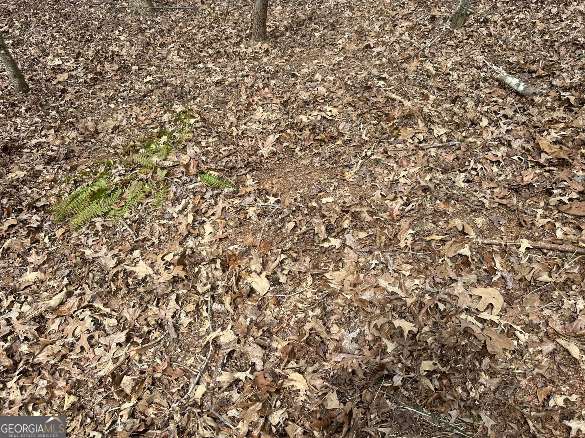 unimproved land for sale at 0 Gibson Road, Talbotton, GA 31827 — photo 10