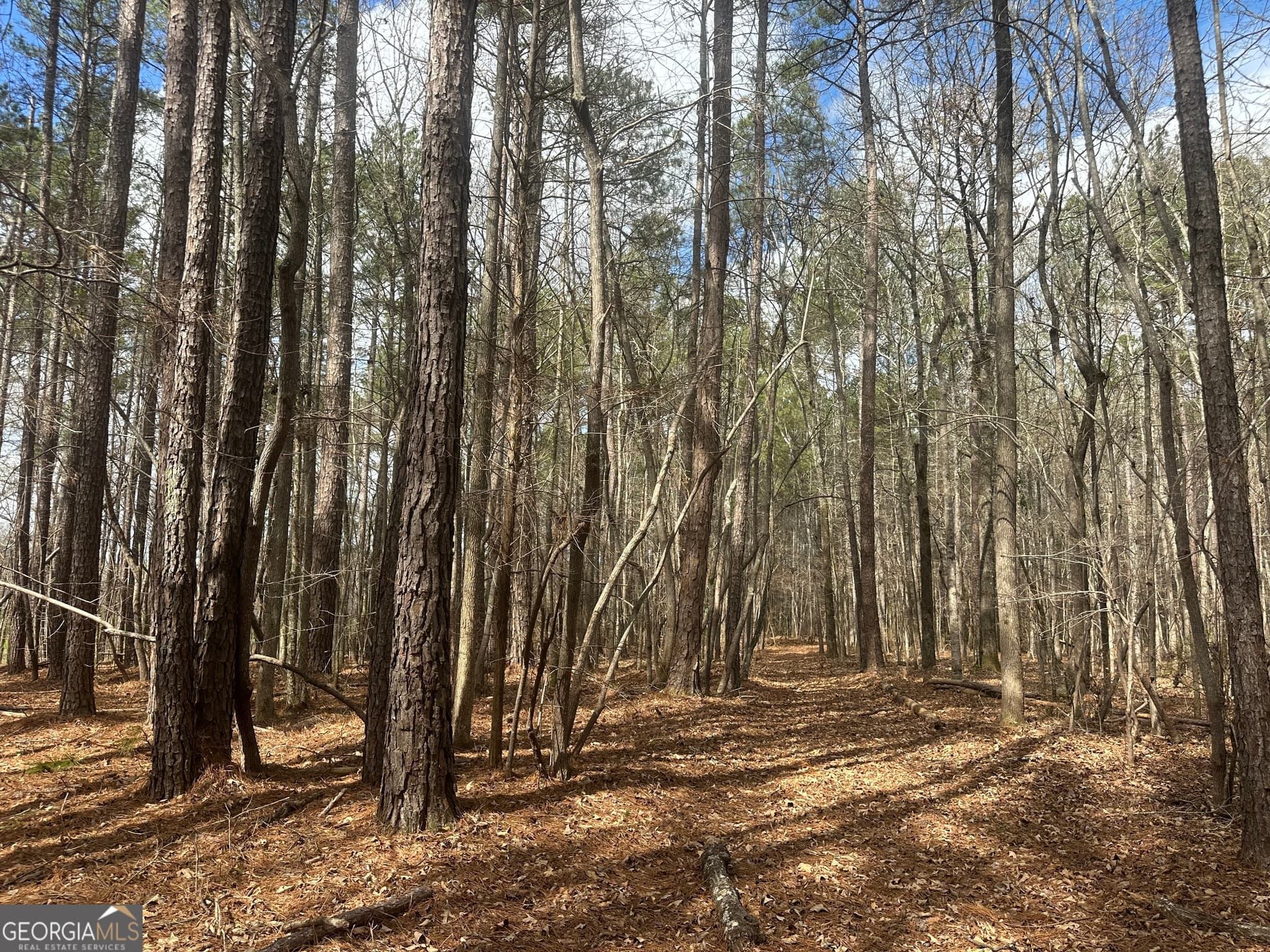 unimproved land for sale at 0 Gibson Road, Talbotton, GA 31827 — photo 4