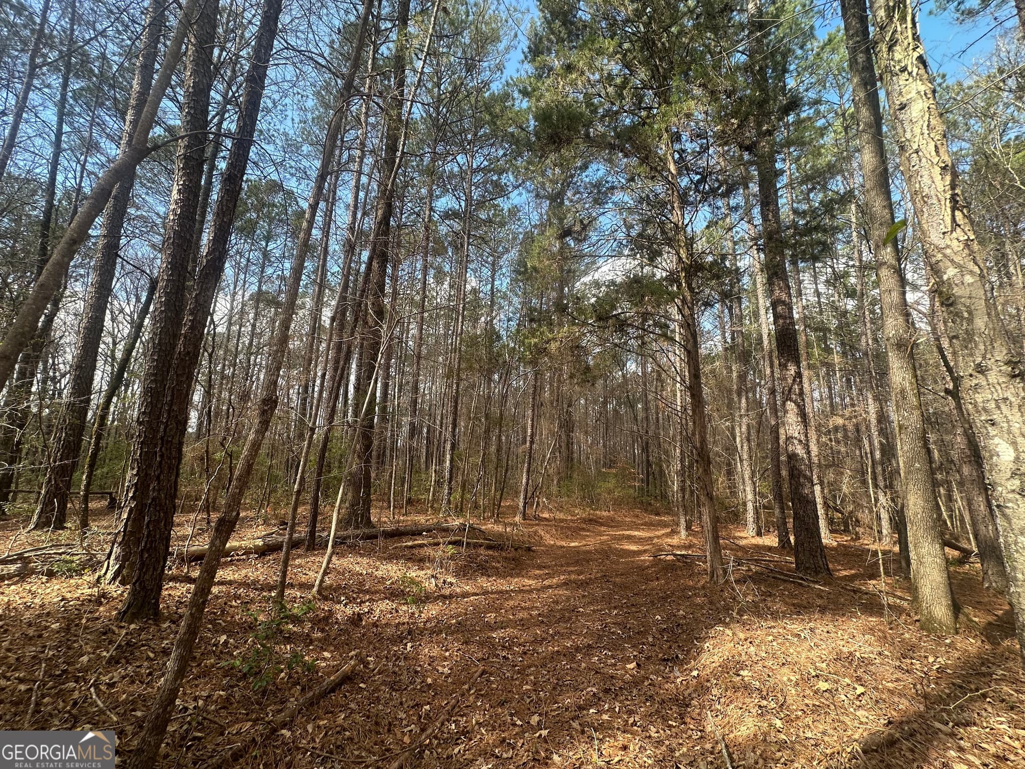 unimproved land for sale at 0 Gibson Road, Talbotton, GA 31827 — photo 8