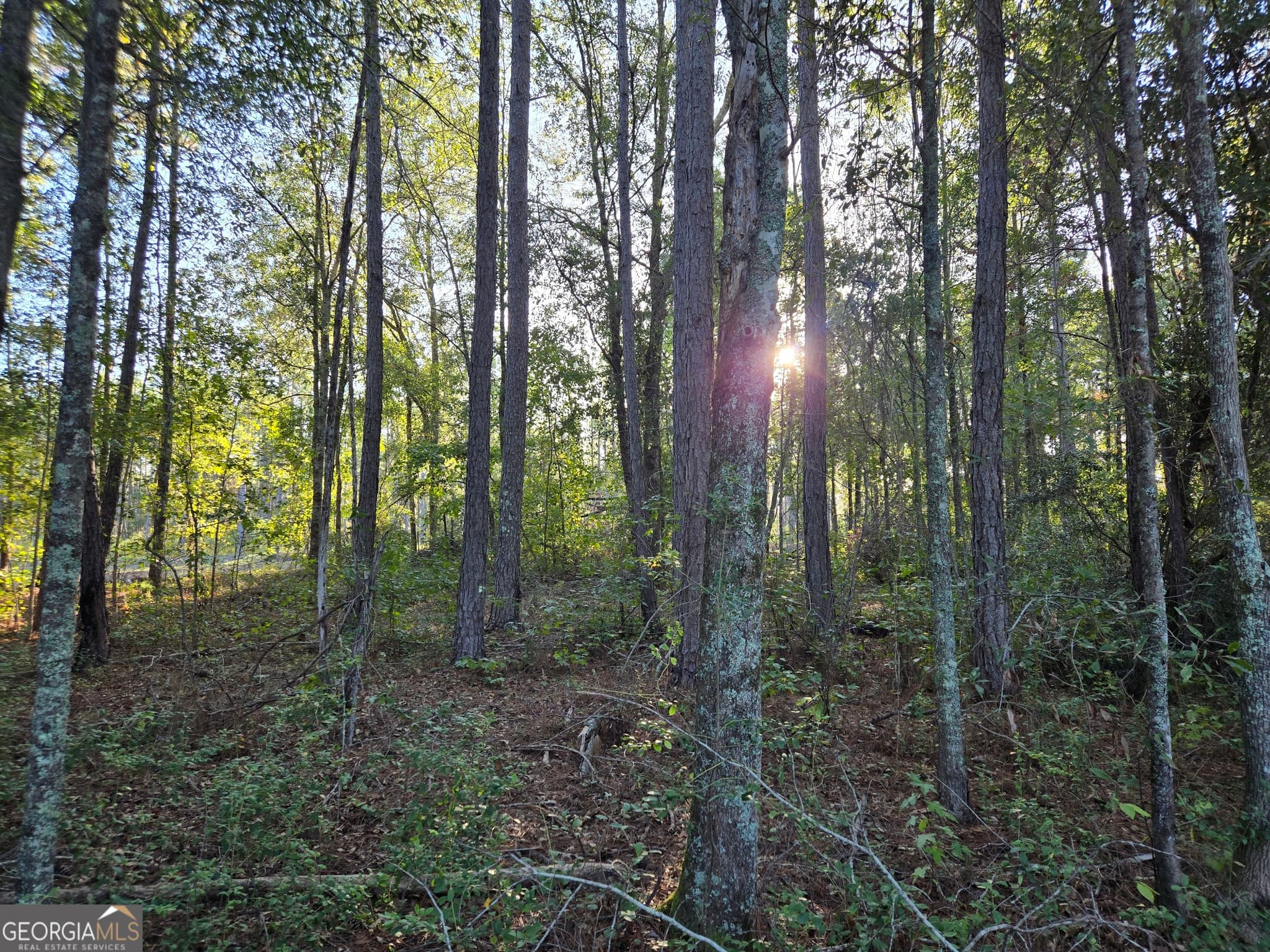 residential lot for sale at 600 Alton Lawson Road, Adrian, GA 31002 — photo 7