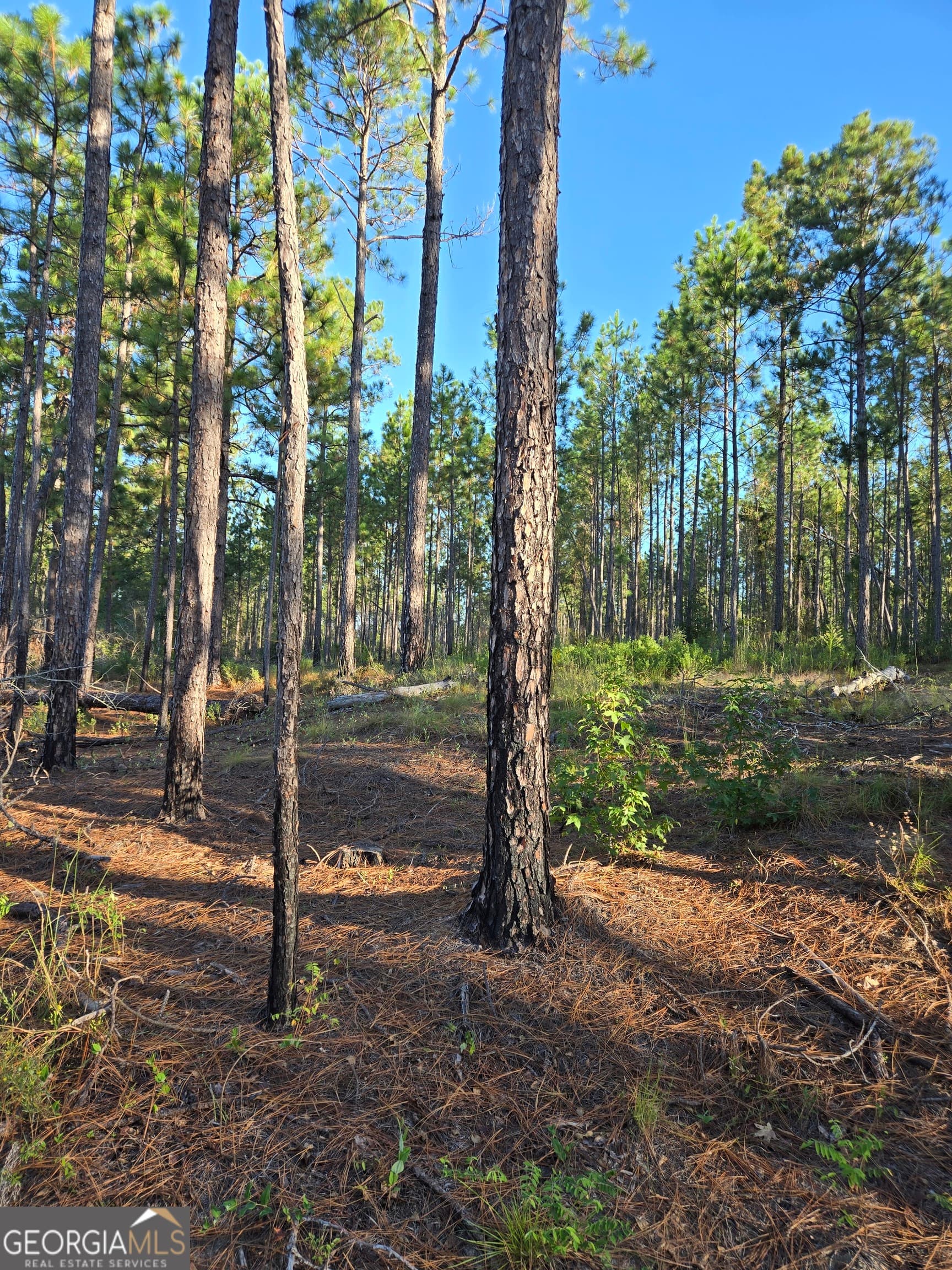 residential lot for sale at 600 Alton Lawson Road, Adrian, GA 31002 — photo 3