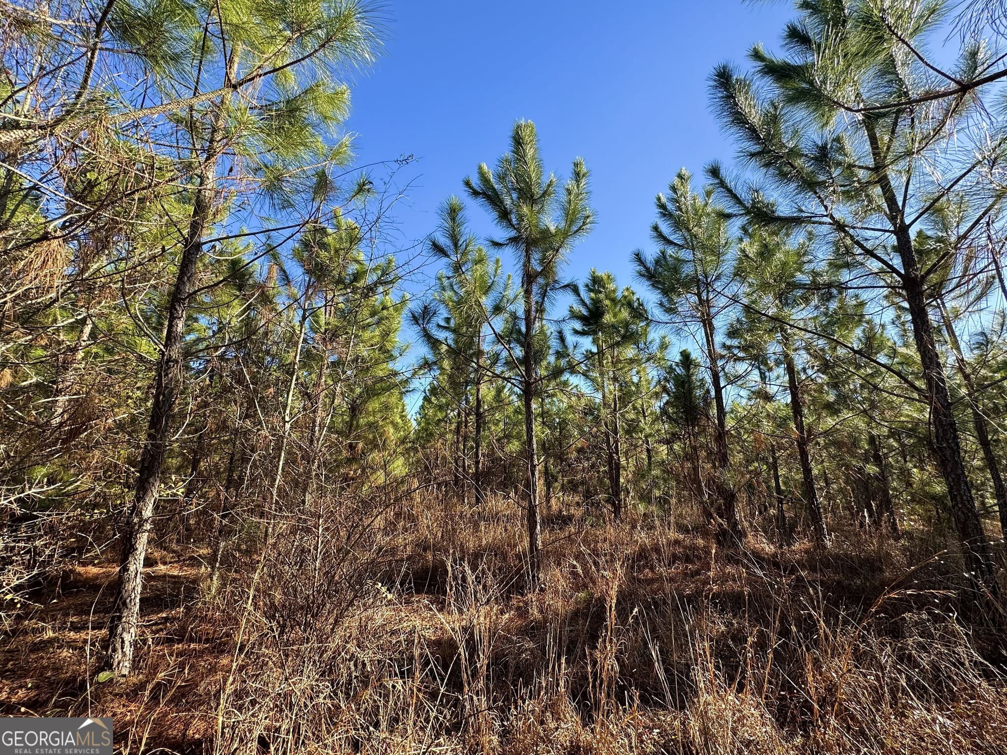 agriculture for sale at 0 McDaniel Drive, Dexter, GA 31019 — photo 7