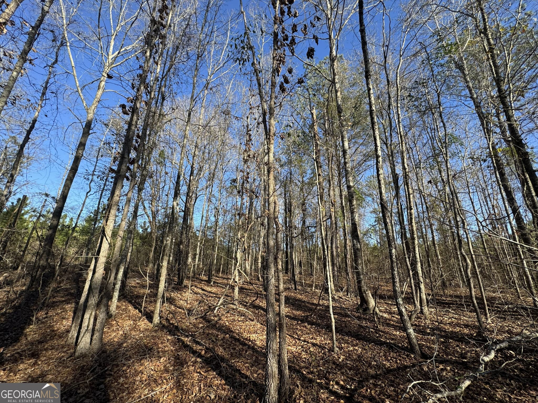 agriculture for sale at 0 McDaniel Drive, Dexter, GA 31019 — photo 5