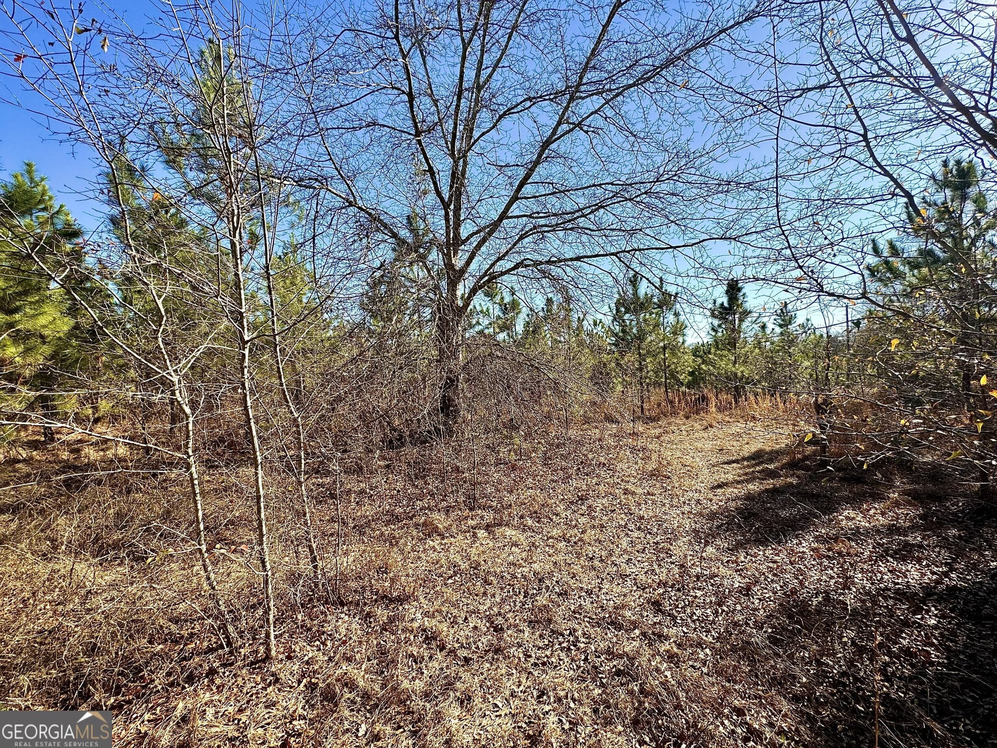 agriculture for sale at 0 McDaniel Drive, Dexter, GA 31019 — photo 8
