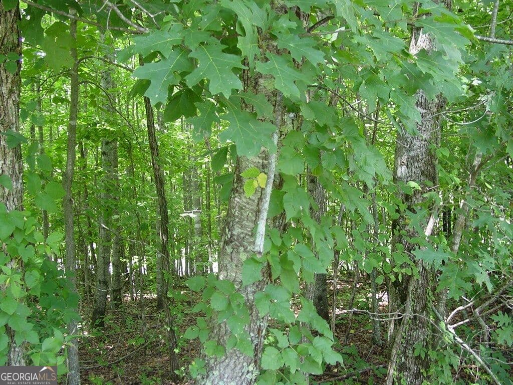 residential lot for sale at #13 Dan Knob, Hayesville, NC 28904 — photo 3
