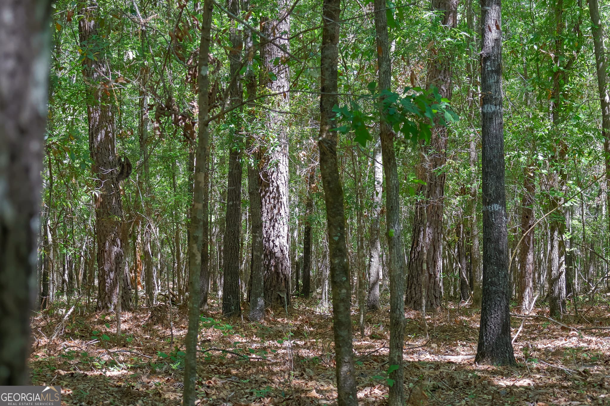 unimproved land for sale at 0 Effingham Highway, Sylvania, GA 30467 — photo 2