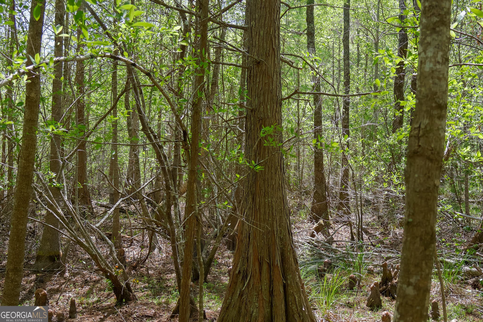 unimproved land for sale at 0 Effingham Highway, Sylvania, GA 30467 — photo 6