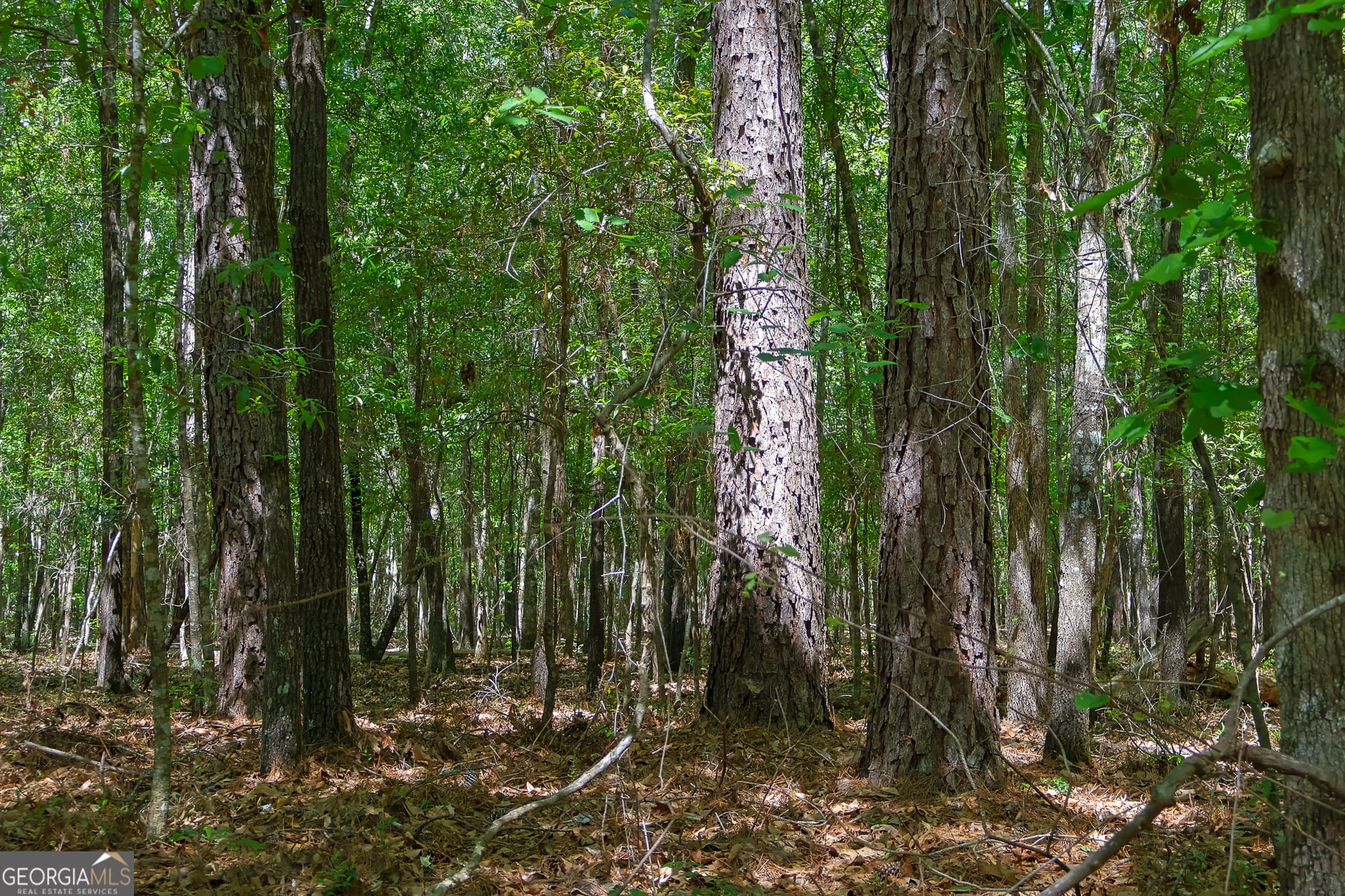 unimproved land for sale at 0 Effingham Highway, Sylvania, GA 30467 — photo 3