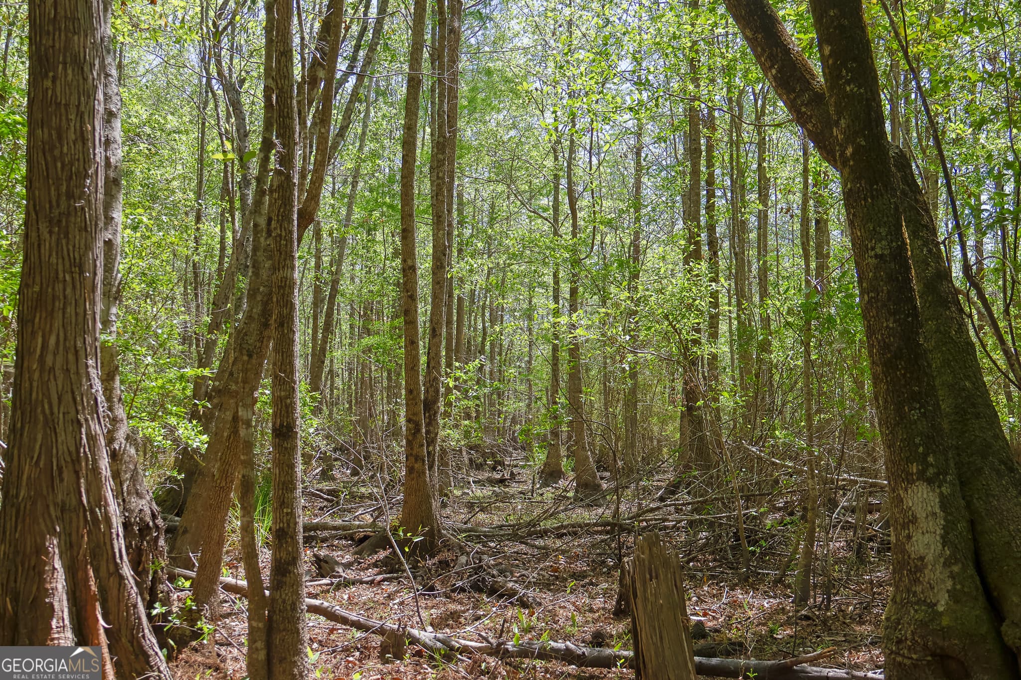 unimproved land for sale at 0 Effingham Highway, Sylvania, GA 30467 — photo 5