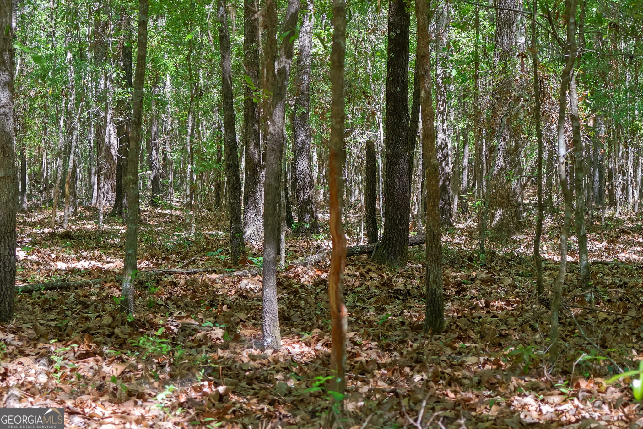 unimproved land for sale at 0 Effingham Highway, Sylvania, GA 30467 — photo 4