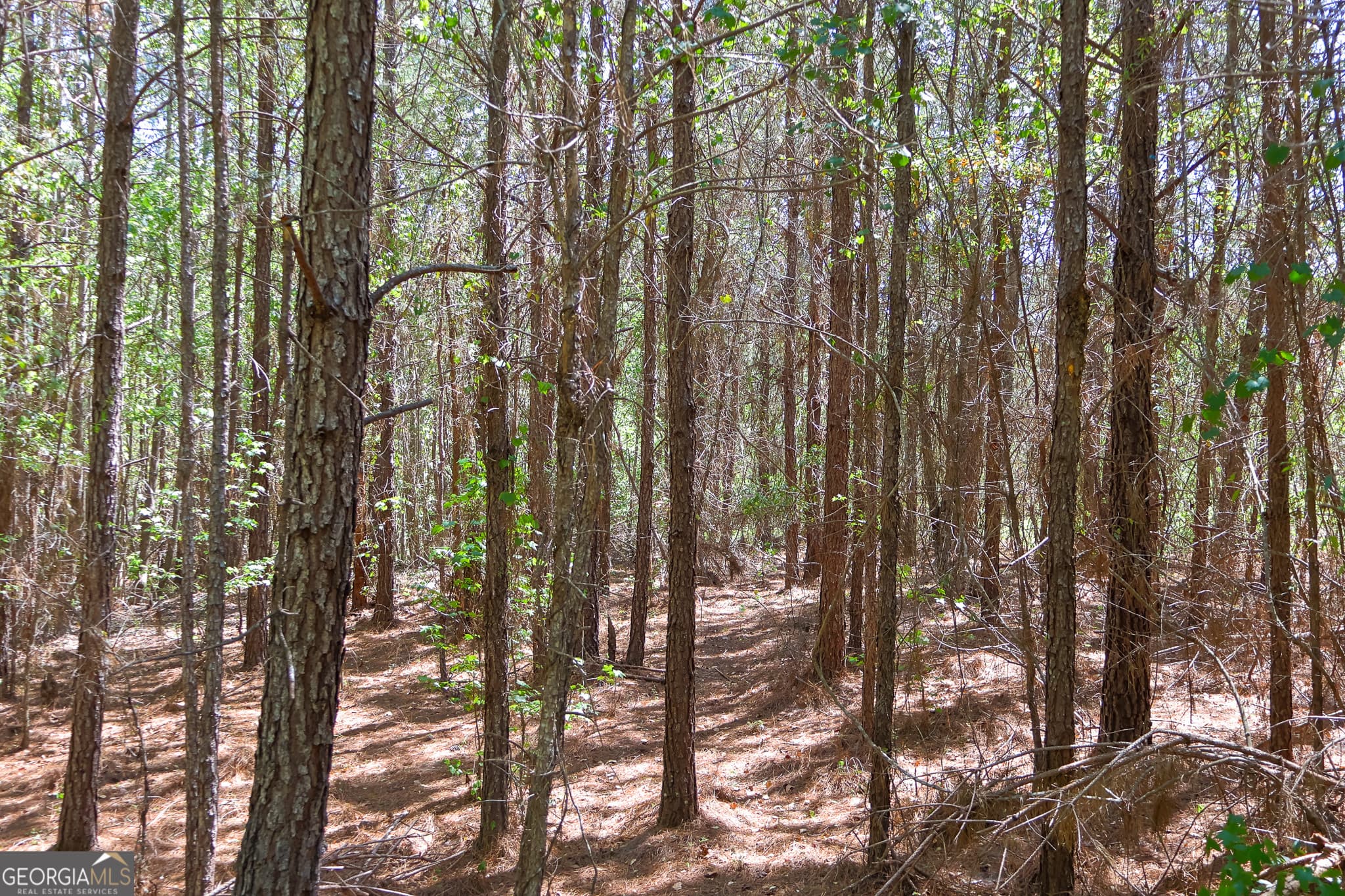 unimproved land for sale at 0 Effingham Highway, Sylvania, GA 30467 — photo 8