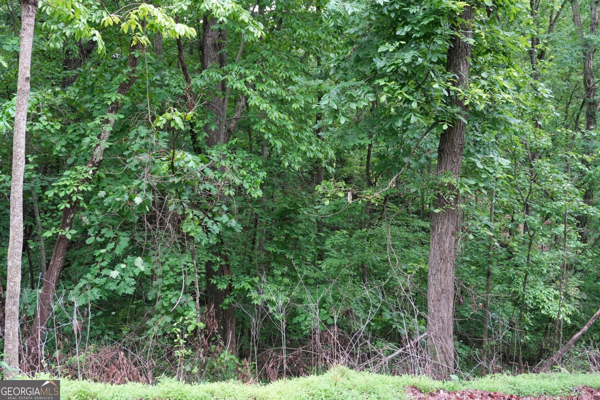 unimproved land for sale at 0 Quail Mountain Trail, Gainesville, GA 30506 — photo 6