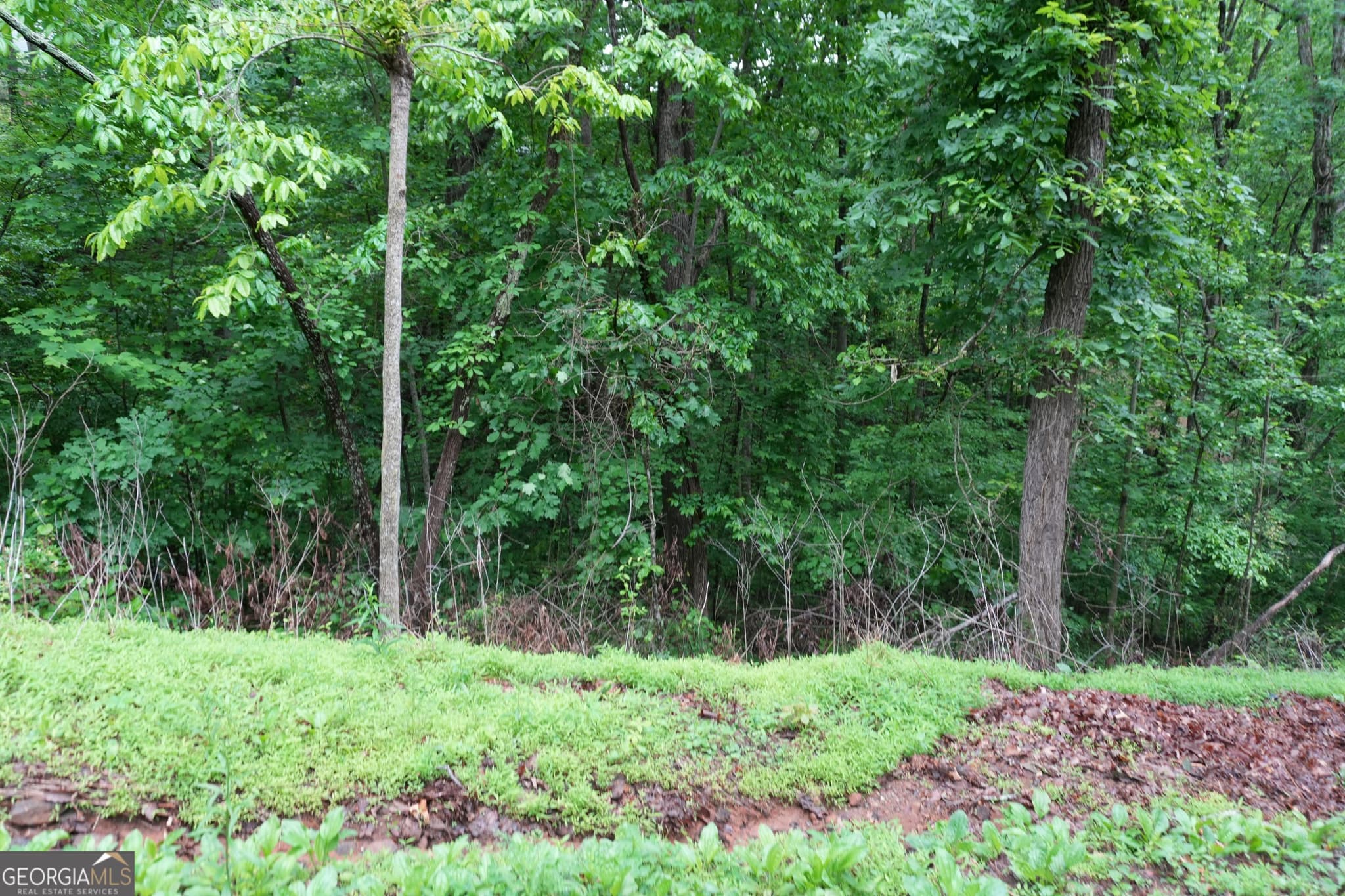 unimproved land for sale at 0 Quail Mountain Trail, Gainesville, GA 30506 — photo 4