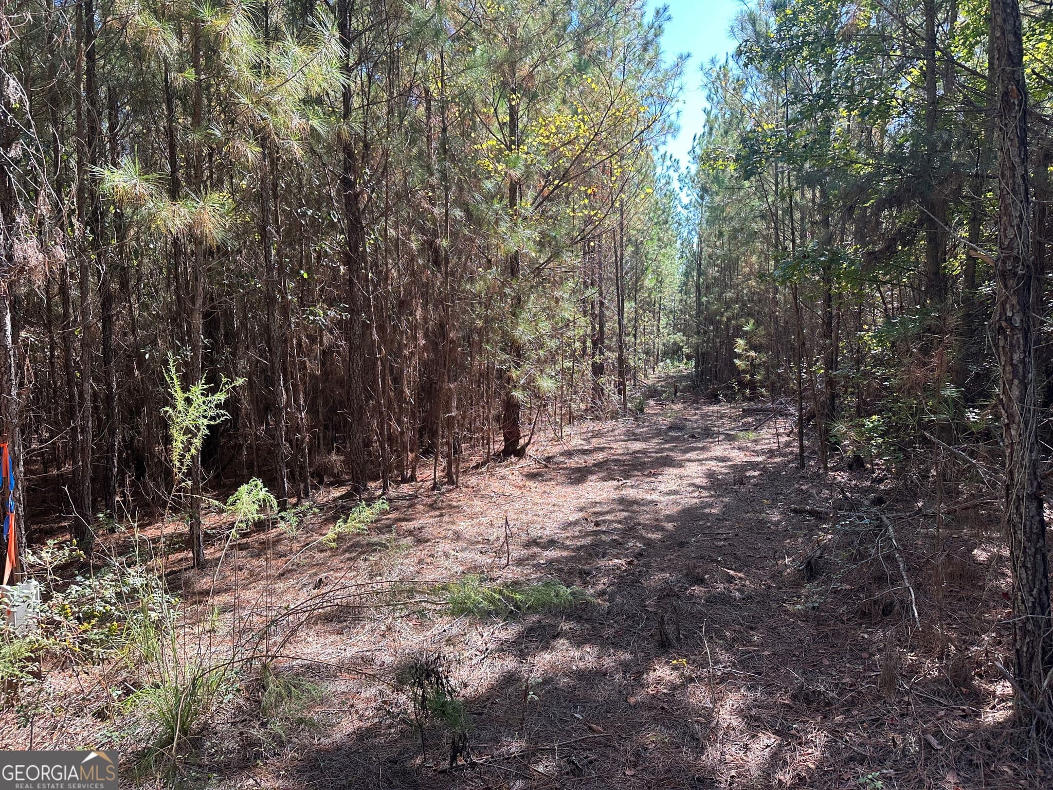 unimproved land for sale at 1001 Millen-Hiltonia Road, Sylvania, GA 30467 — photo 2