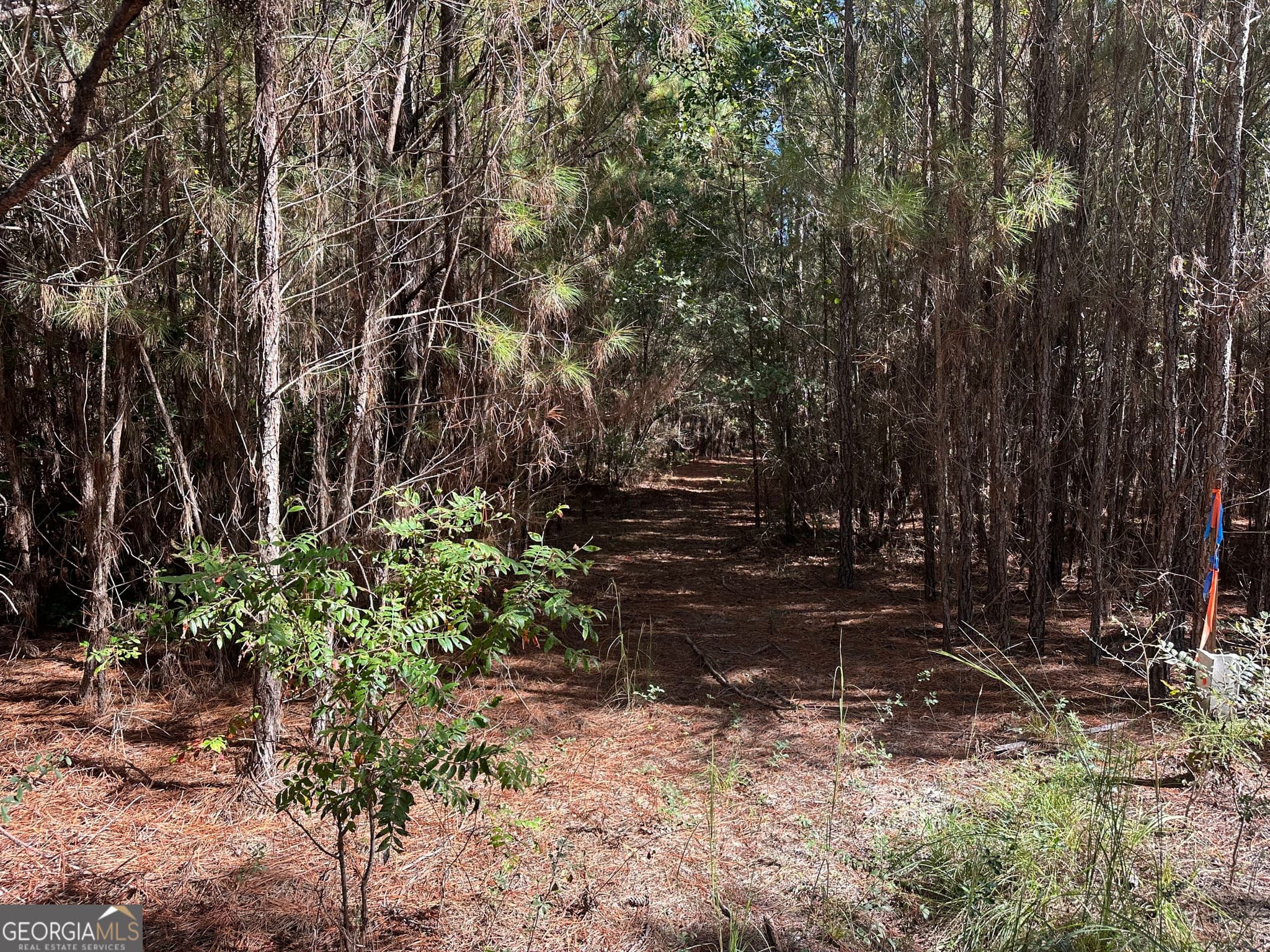 unimproved land for sale at 1001 Millen-Hiltonia Road, Sylvania, GA 30467 — photo 3