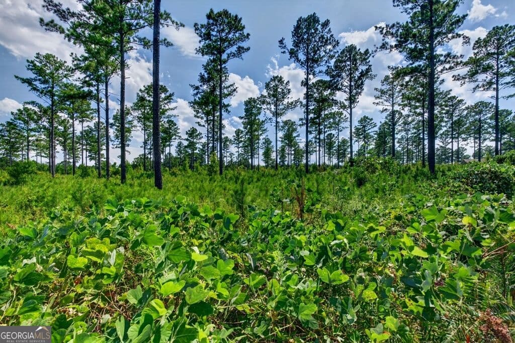unimproved land for sale at 0 Hwy 30 TRACT A, Buena Vista, GA 31803 — photo 8