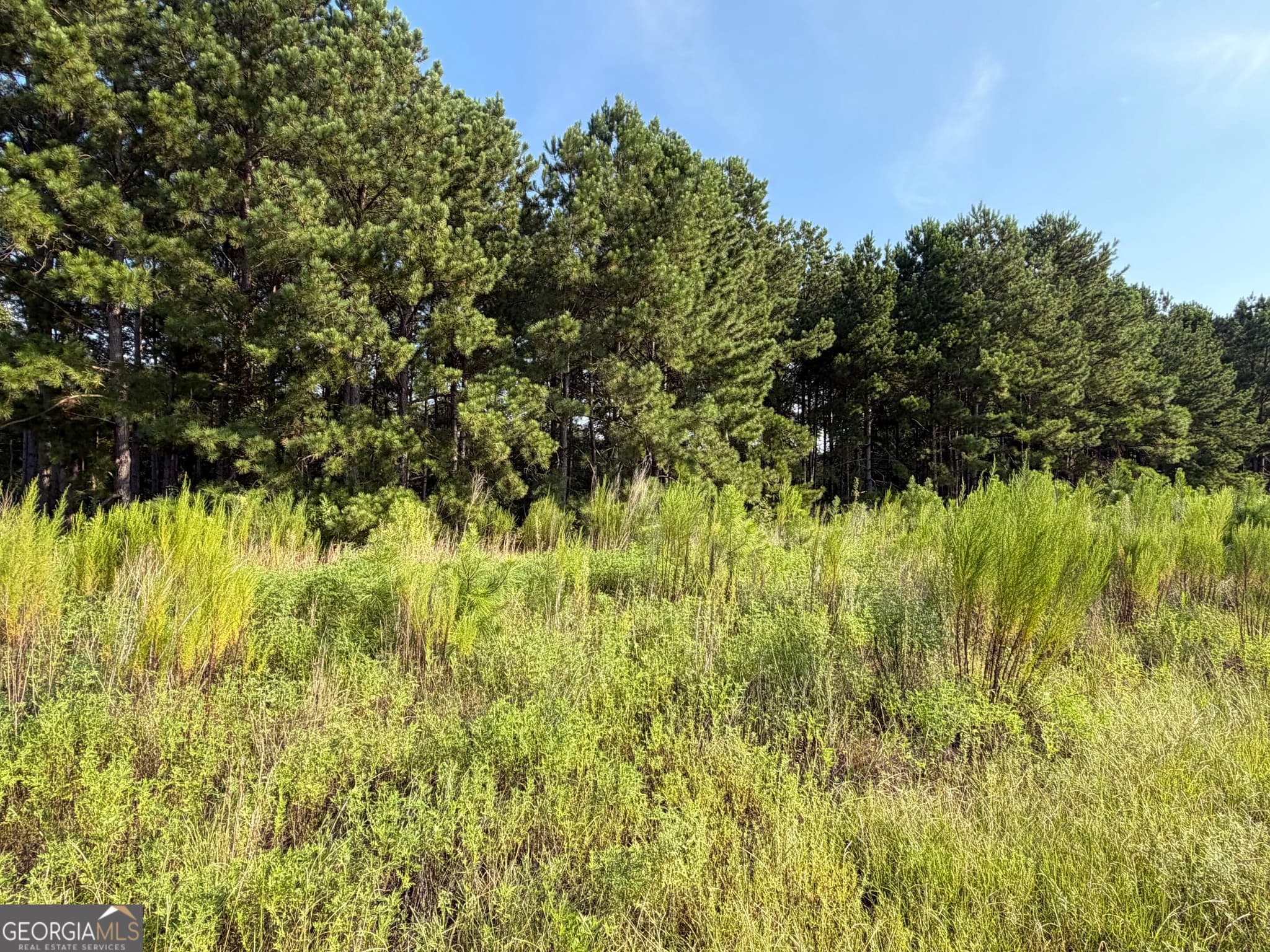unimproved land for sale at 0 Highway 296, Stapleton, GA 30823 — photo 2