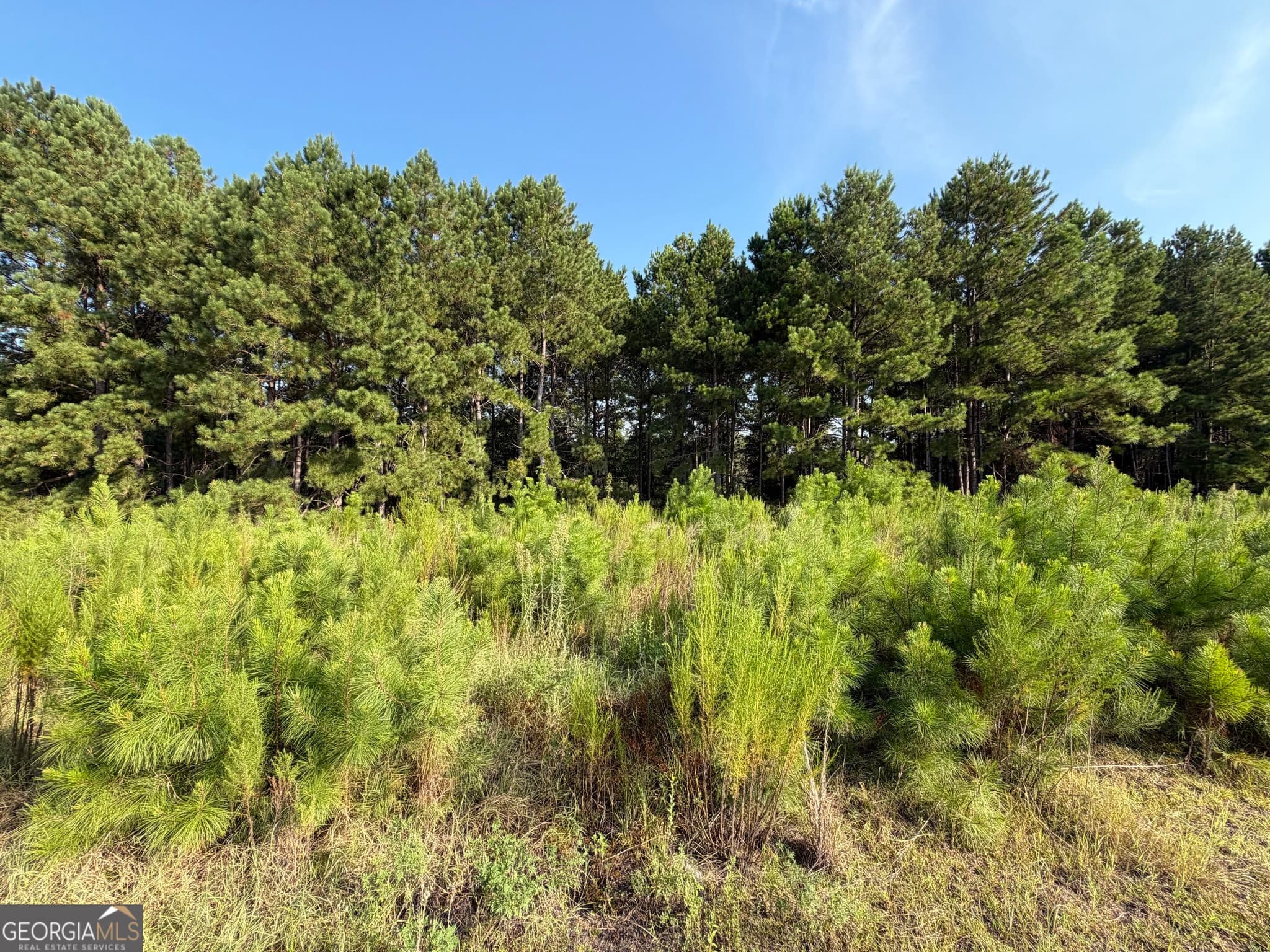 unimproved land for sale at 0 Highway 296, Stapleton, GA 30823 — photo 5
