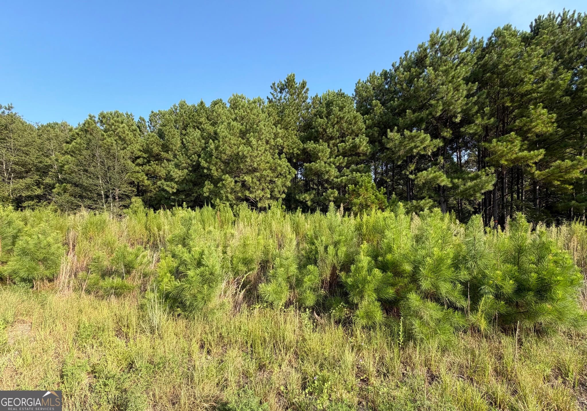 unimproved land for sale at 0 Highway 296, Stapleton, GA 30823 — photo 8