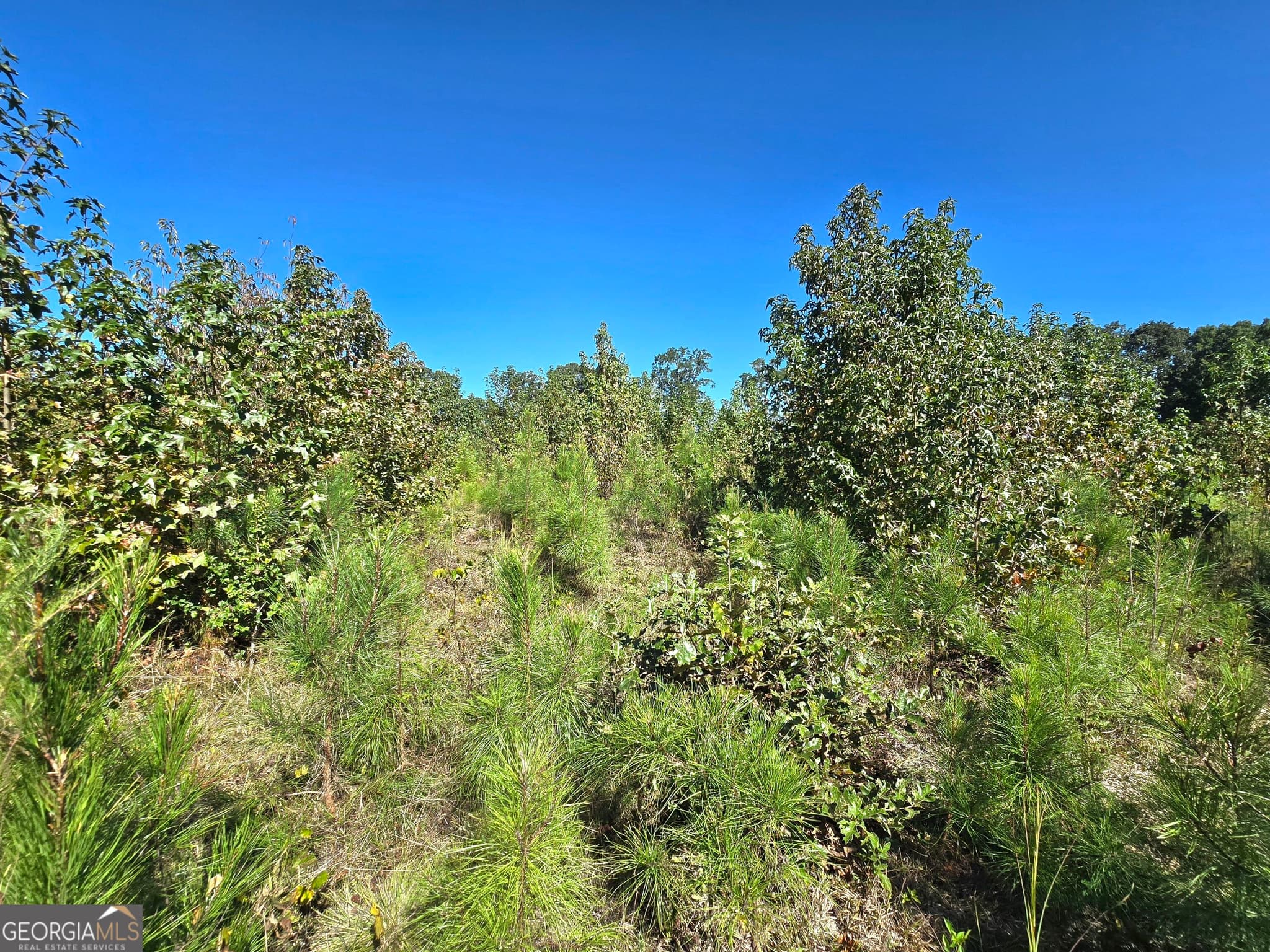 agriculture for sale at 0 Highway 172, Comer, GA 30629 — photo 8