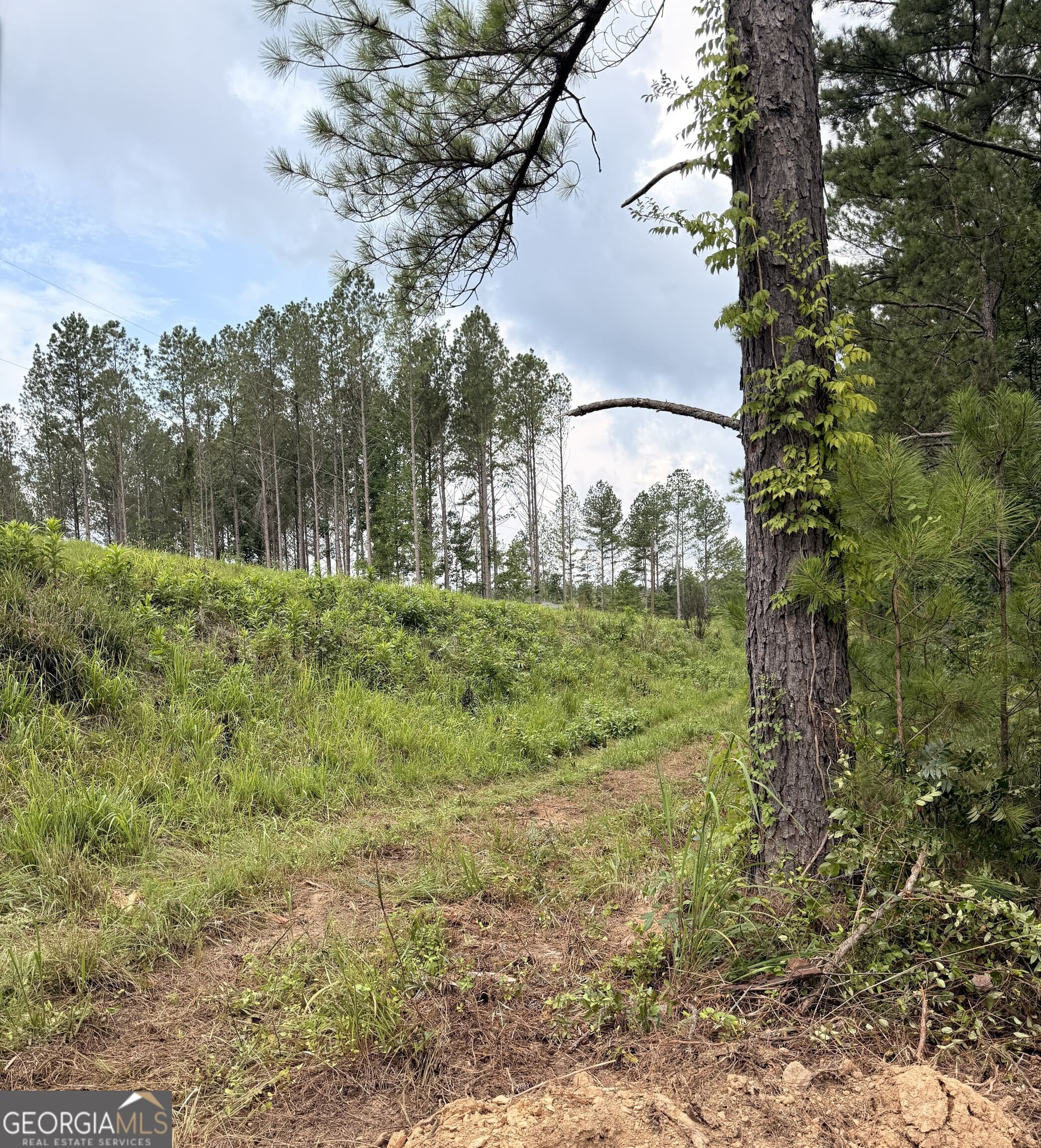 unimproved land for sale at 0 County Road 40, Fruithurst, AL 36262 — photo 4