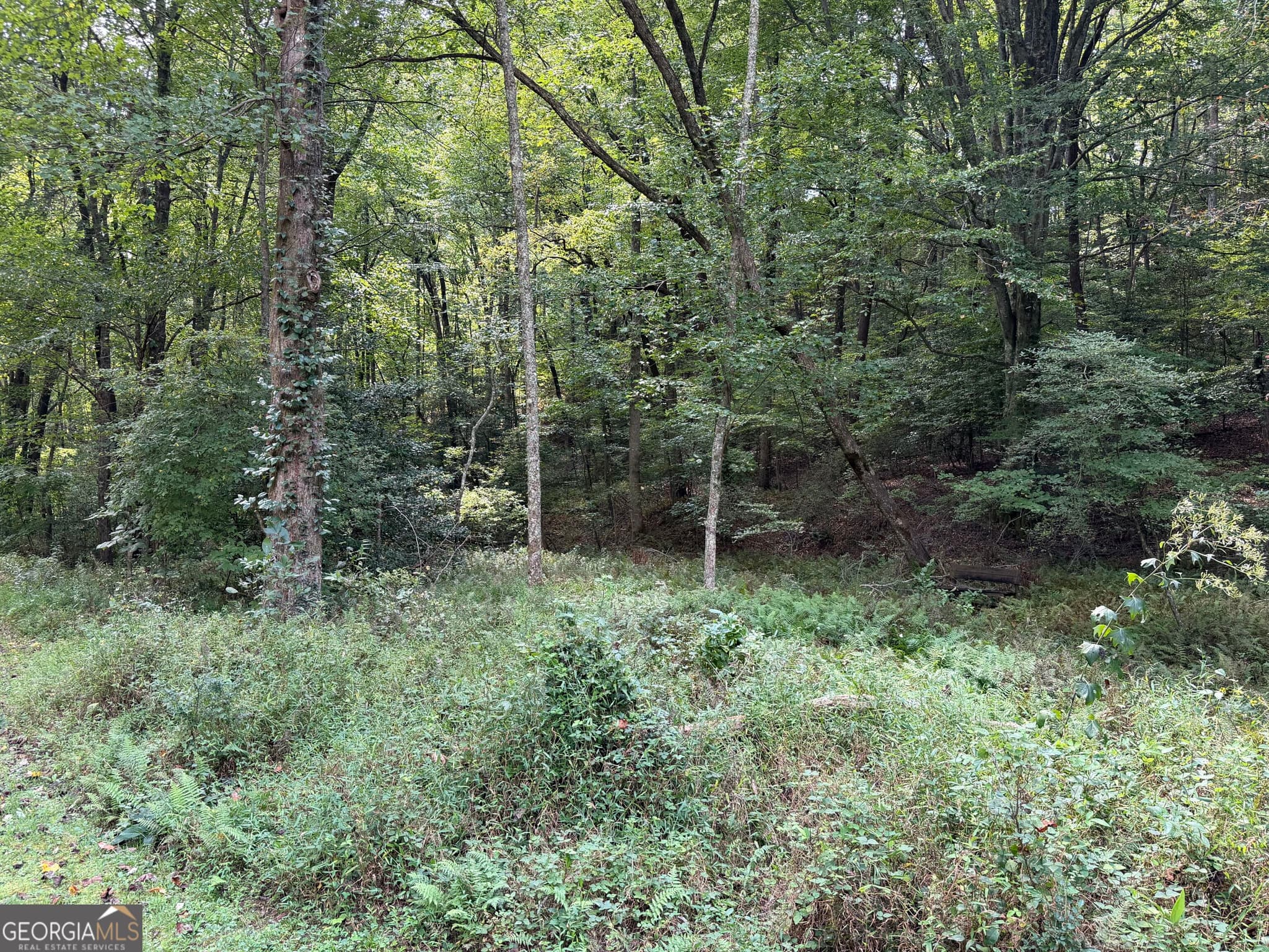 unimproved land for sale at 6.13 AC Lucius Road, Cherry Log, GA 30522 — photo 10