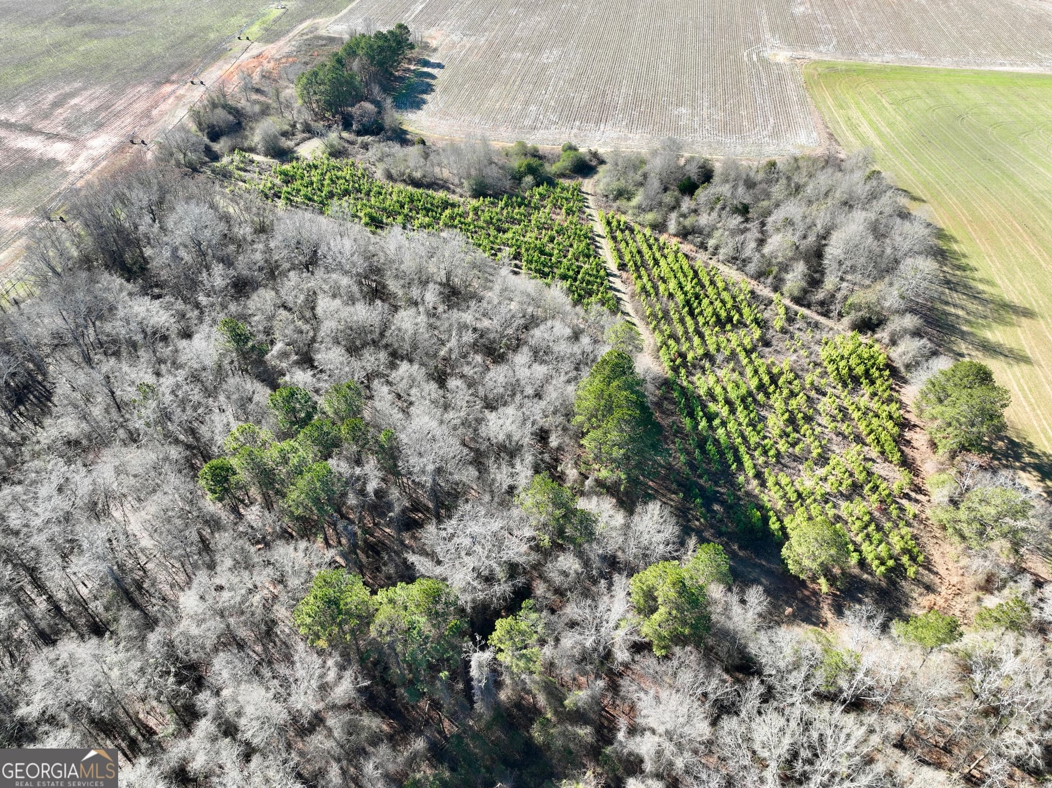 agriculture for sale at 0 Jenkins Farm Road, Byromville, GA 31007 — photo 3