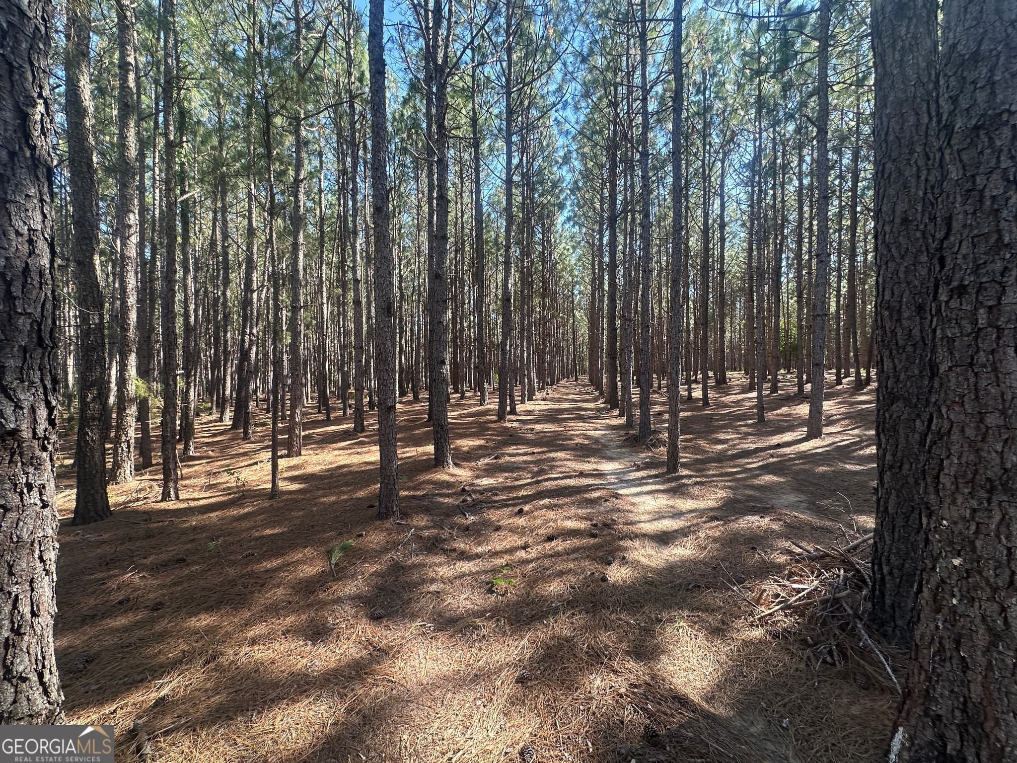 unimproved land for sale at 0 Dorsey Clark Road, Sylvania, GA 30467 — photo 6