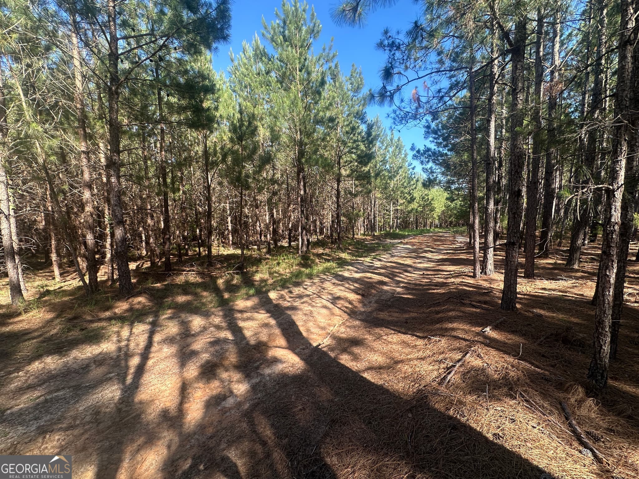unimproved land for sale at 0 Dorsey Clark Road, Sylvania, GA 30467 — photo 7