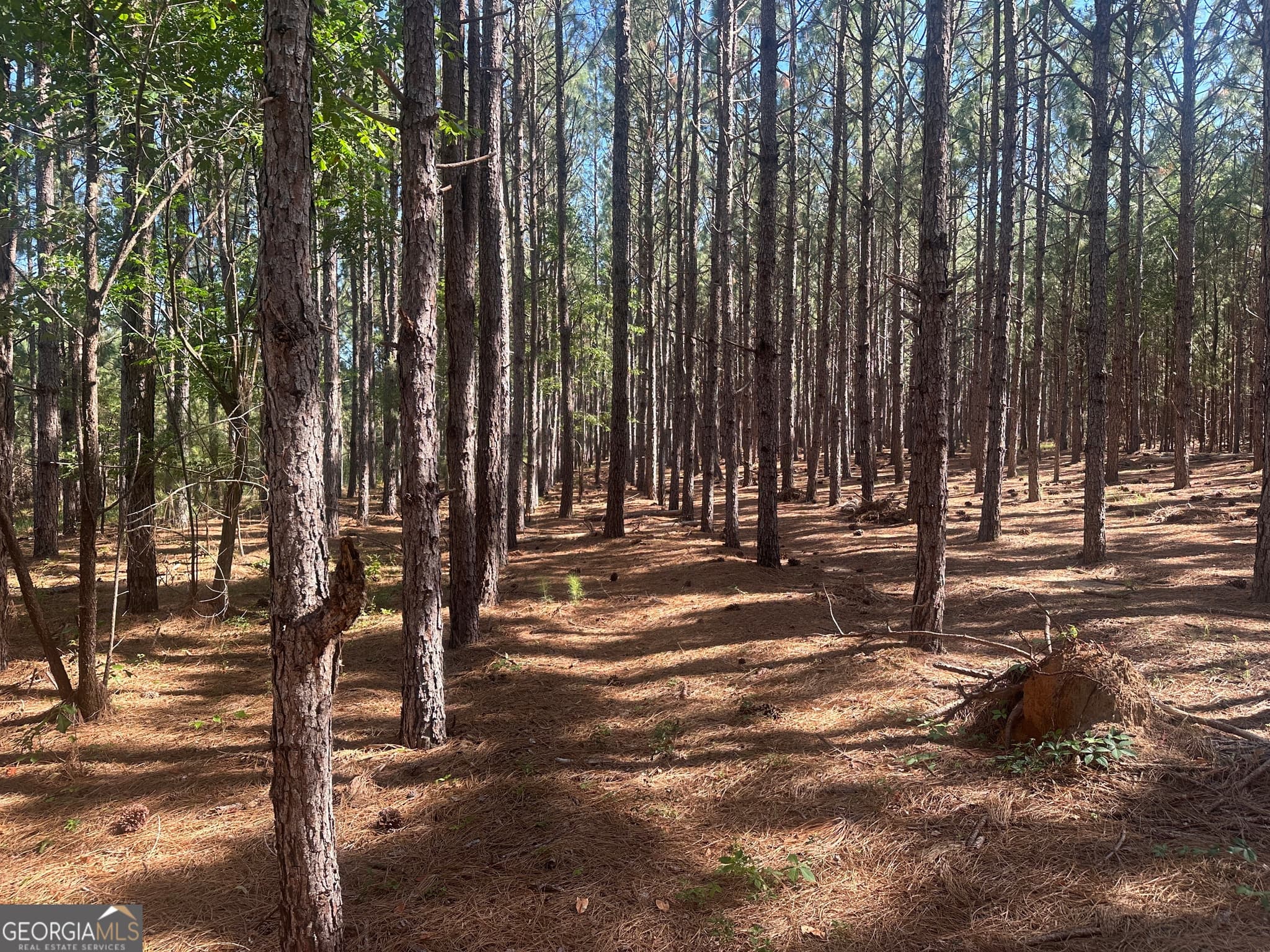 unimproved land for sale at 0 Dorsey Clark Road, Sylvania, GA 30467 — photo 3