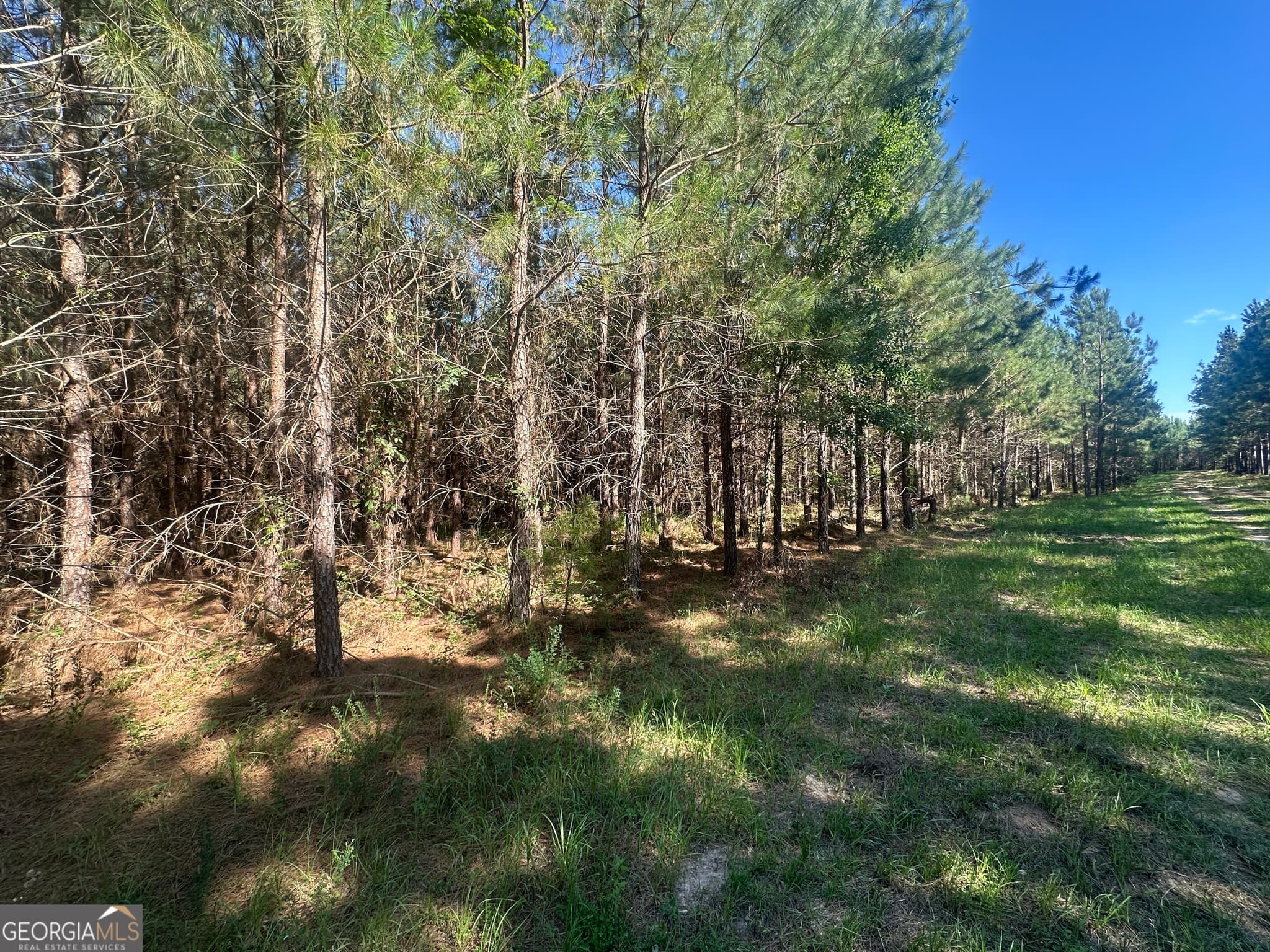 unimproved land for sale at 0 Dorsey Clark Road, Sylvania, GA 30467 — photo 5