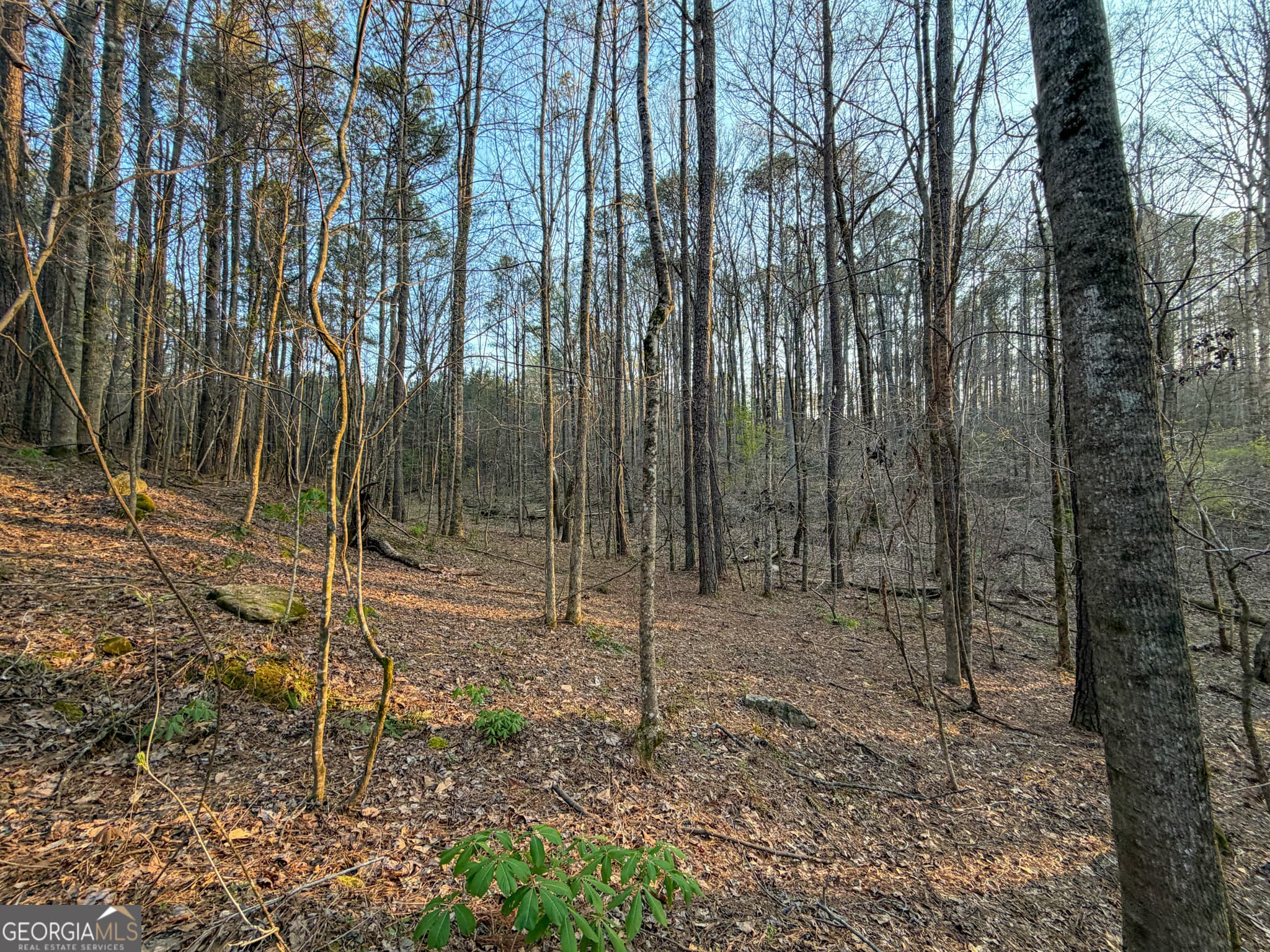 agriculture for sale at 83 +/- Acres on US Hwy 27, Franklin, GA 30217 — photo 9