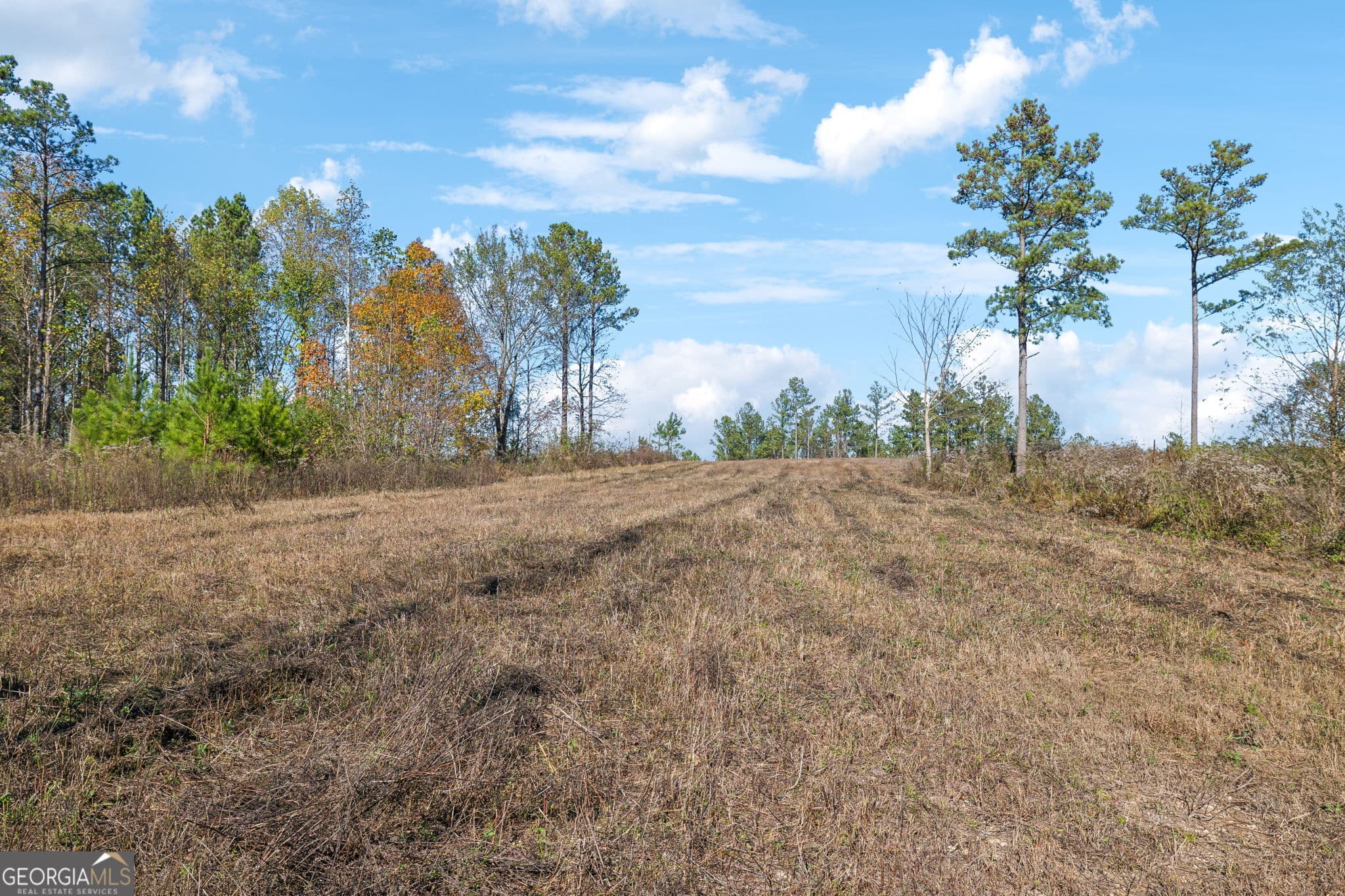 agriculture for sale at 0 County Road 62, Gaylesville, AL 35973 — photo 6