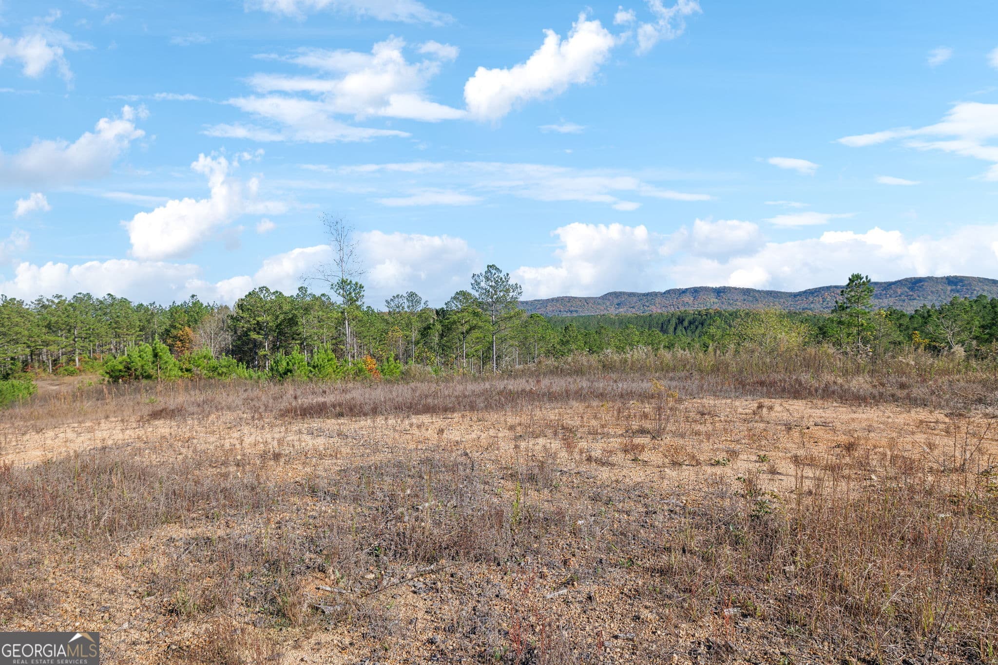 agriculture for sale at 0 County Road 62, Gaylesville, AL 35973 — photo 7