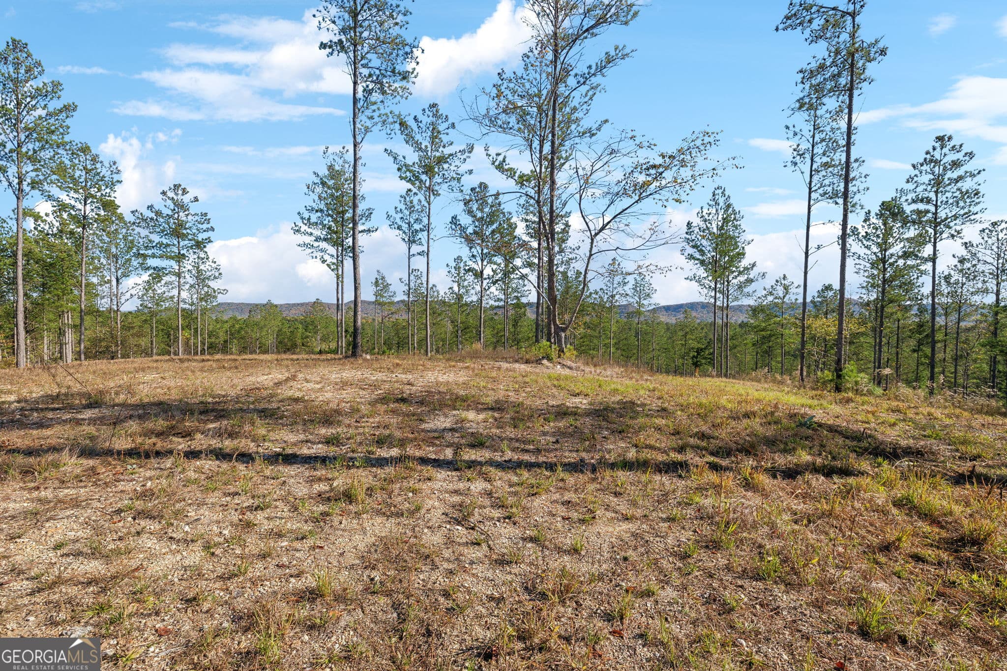 agriculture for sale at 0 County Road 62, Gaylesville, AL 35973 — photo 3