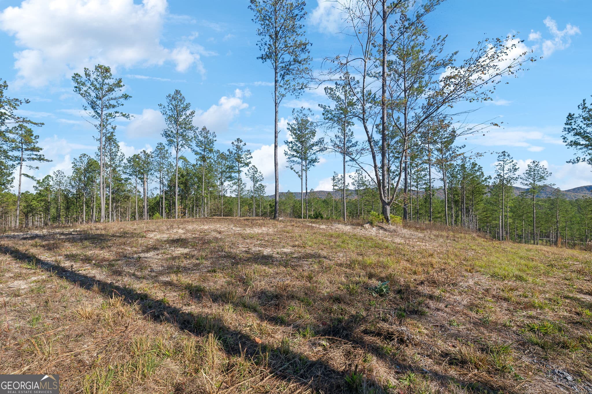 agriculture for sale at 0 County Road 62, Gaylesville, AL 35973 — photo 4