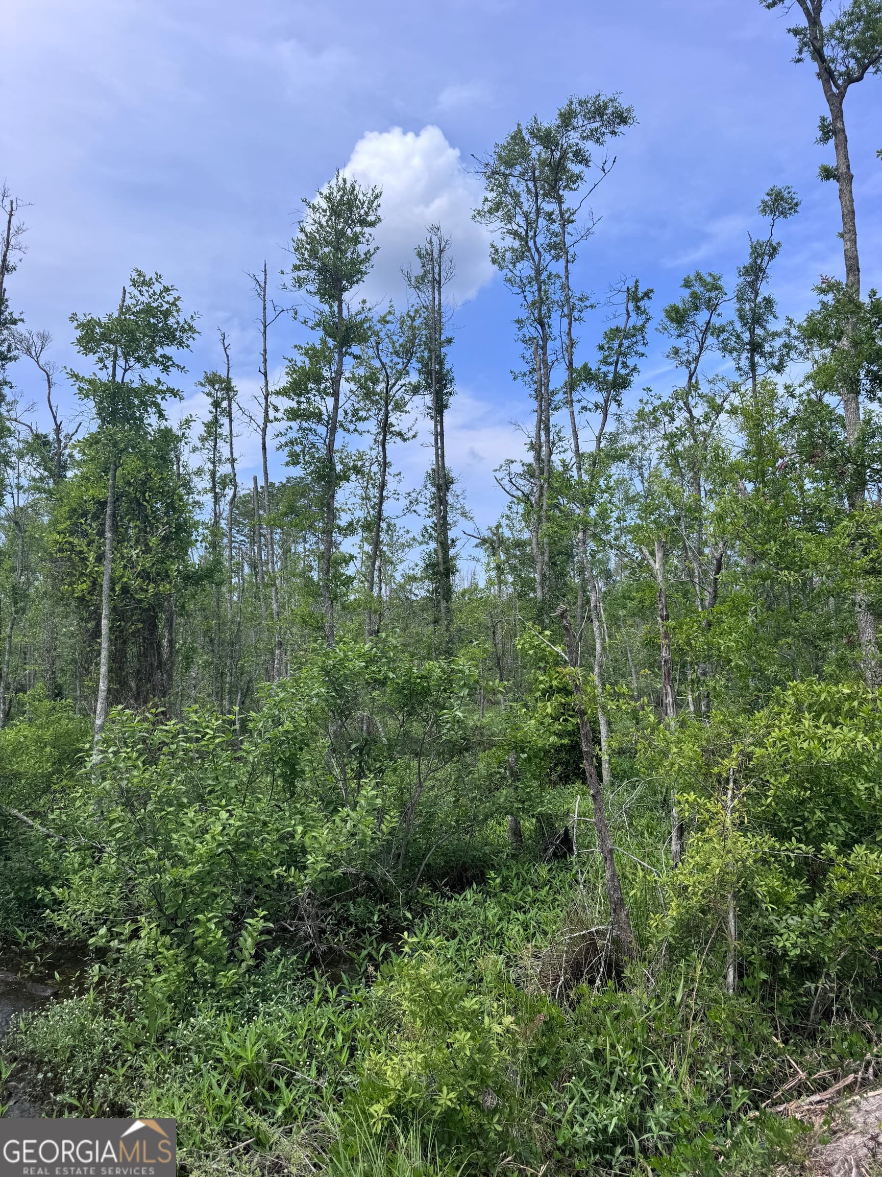 unimproved land for sale at 0 Walter Phillips Road, Hazlehurst, GA 31539 — photo 6