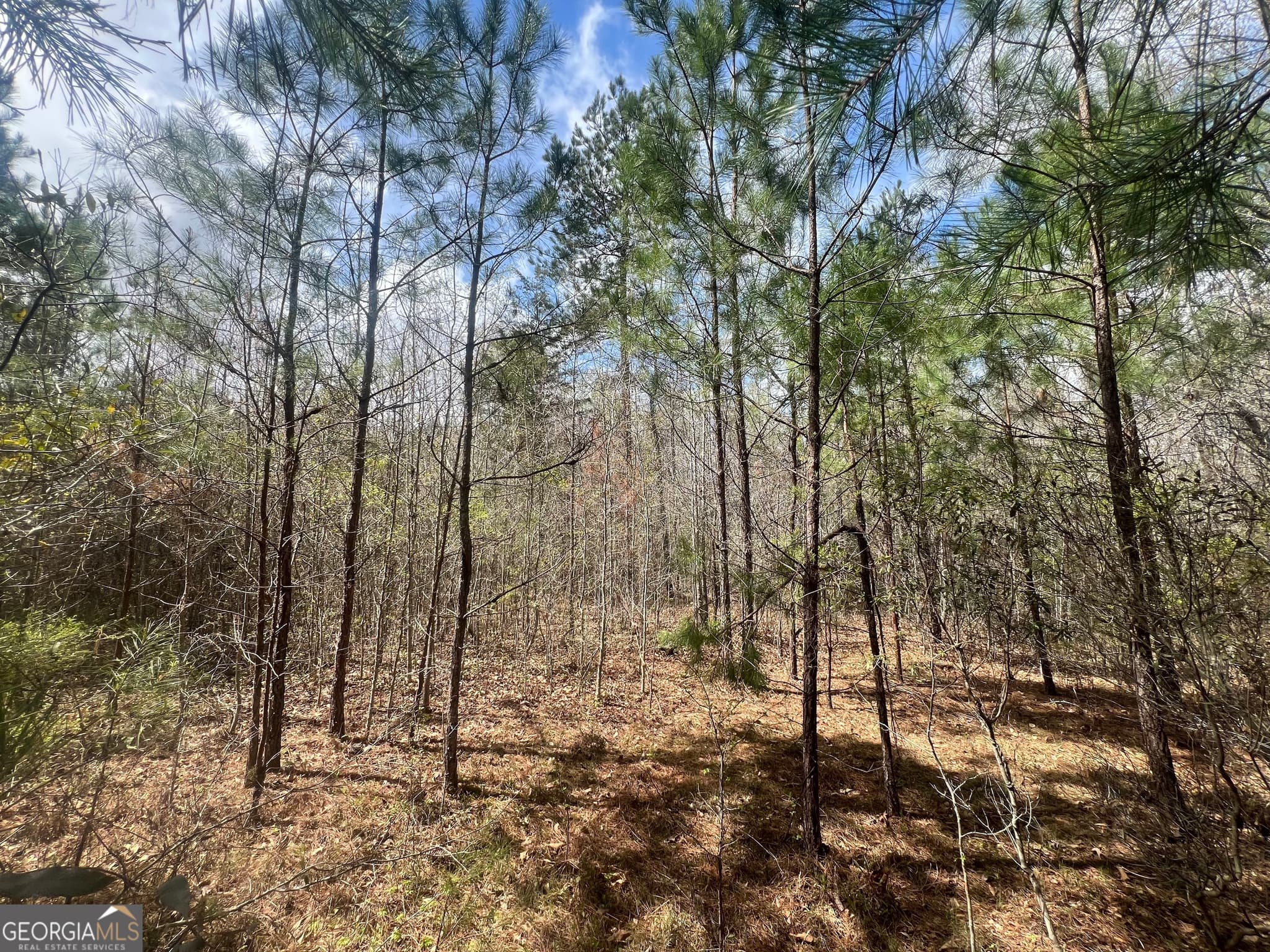 unimproved land for sale at 1029 CR- 474, Lafayette, AL 36862 — photo 6
